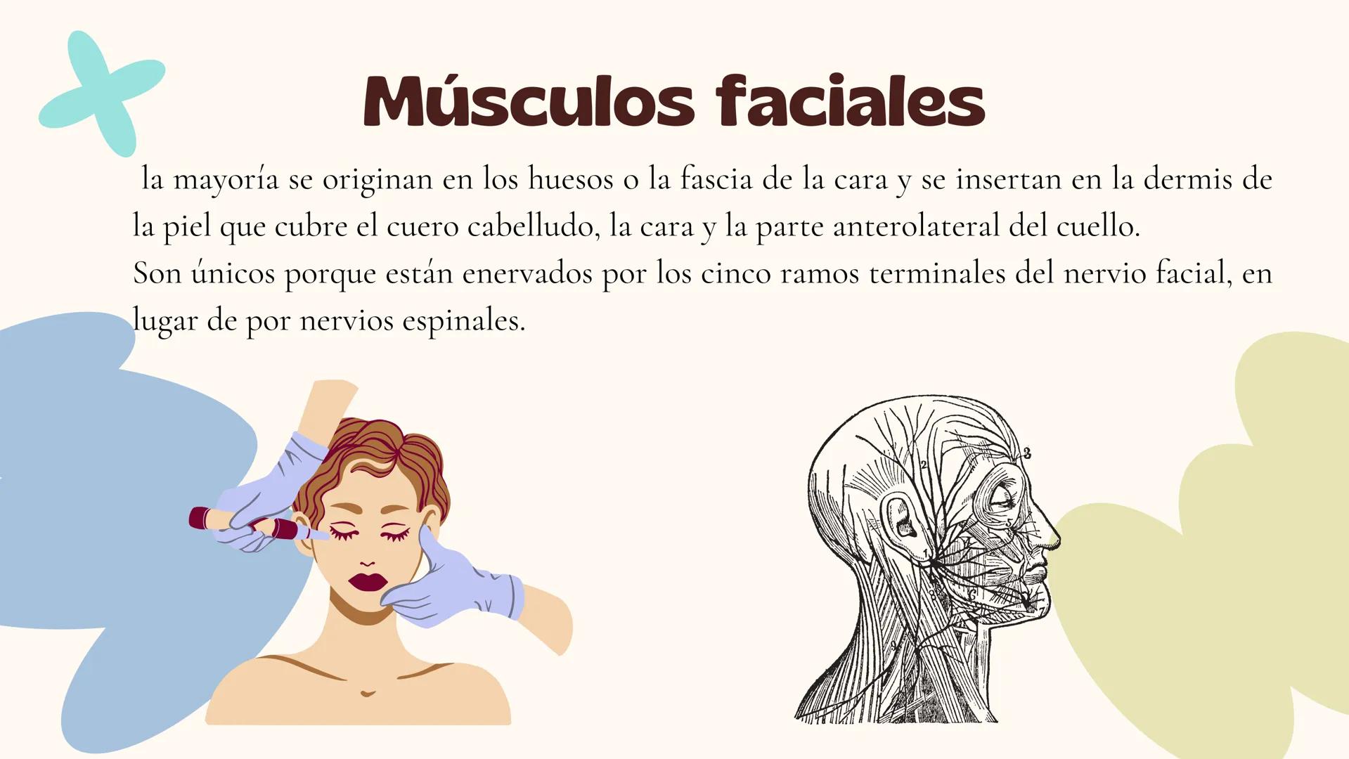 Musculos de la
Expresión
1 Los músculos faciales o de la expresión
(también llamados mimicos) son de
varias maneras, únicos entre los
múscul