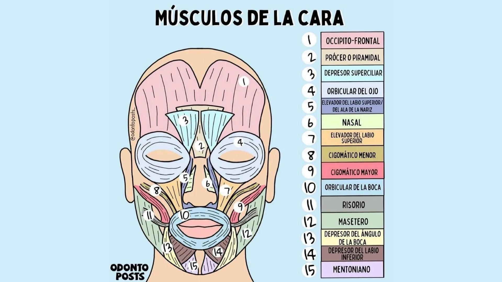 Musculos de la
Expresión
1 Los músculos faciales o de la expresión
(también llamados mimicos) son de
varias maneras, únicos entre los
múscul