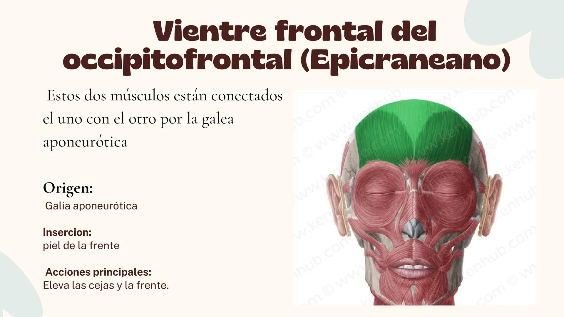 Musculos de la
Expresión
1 Los músculos faciales o de la expresión
(también llamados mimicos) son de
varias maneras, únicos entre los
múscul