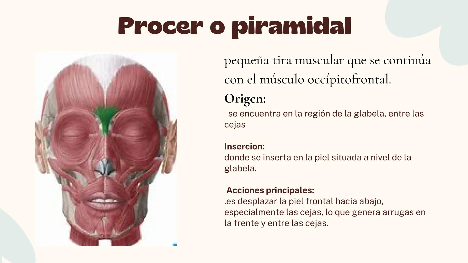Musculos de la
Expresión
1 Los músculos faciales o de la expresión
(también llamados mimicos) son de
varias maneras, únicos entre los
múscul