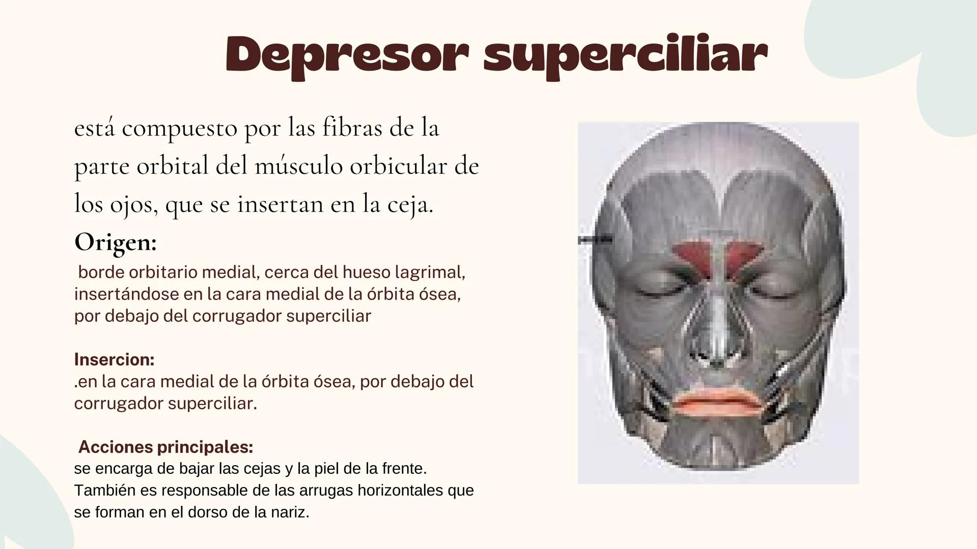 Musculos de la
Expresión
1 Los músculos faciales o de la expresión
(también llamados mimicos) son de
varias maneras, únicos entre los
múscul