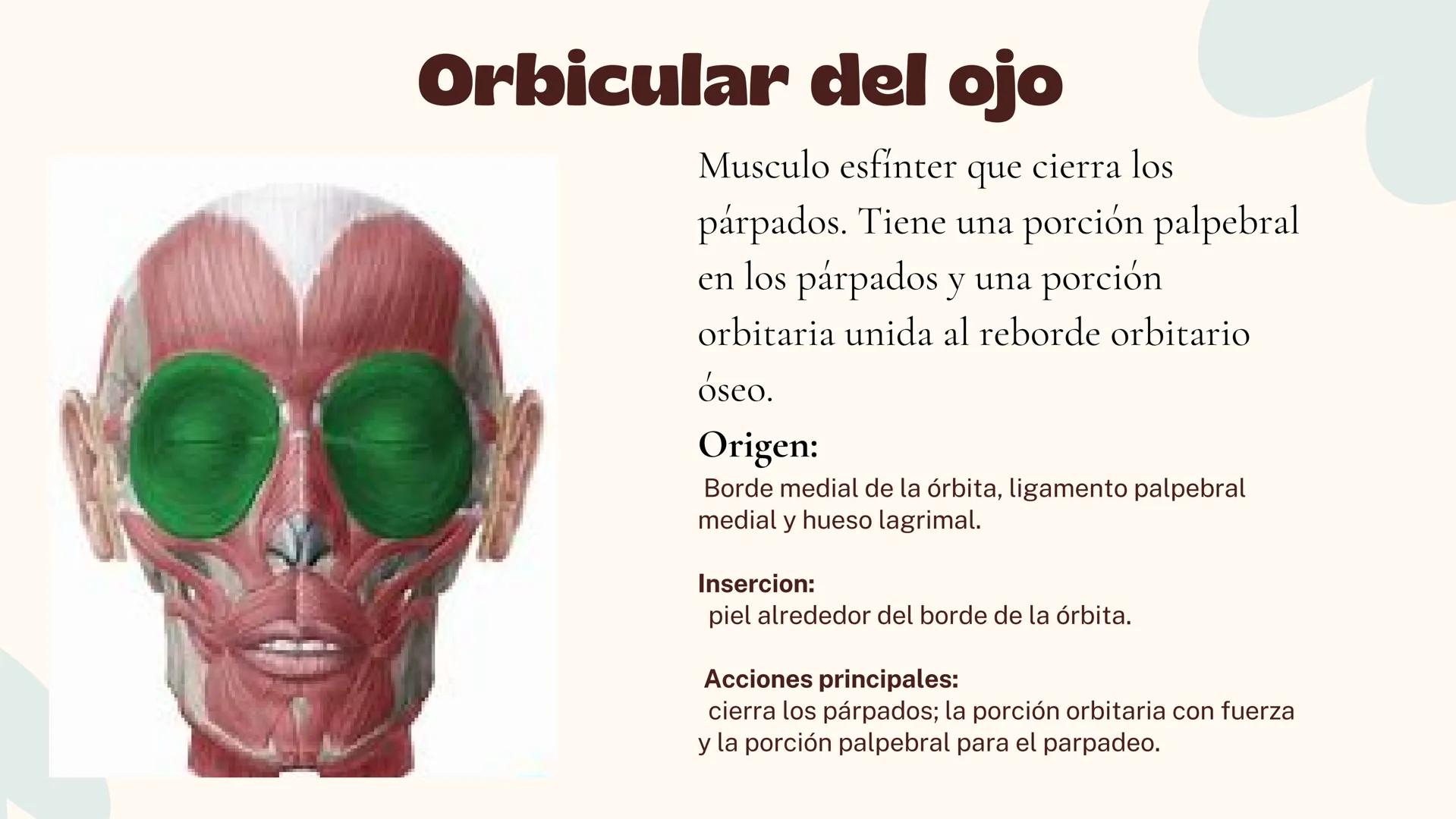 Musculos de la
Expresión
1 Los músculos faciales o de la expresión
(también llamados mimicos) son de
varias maneras, únicos entre los
múscul