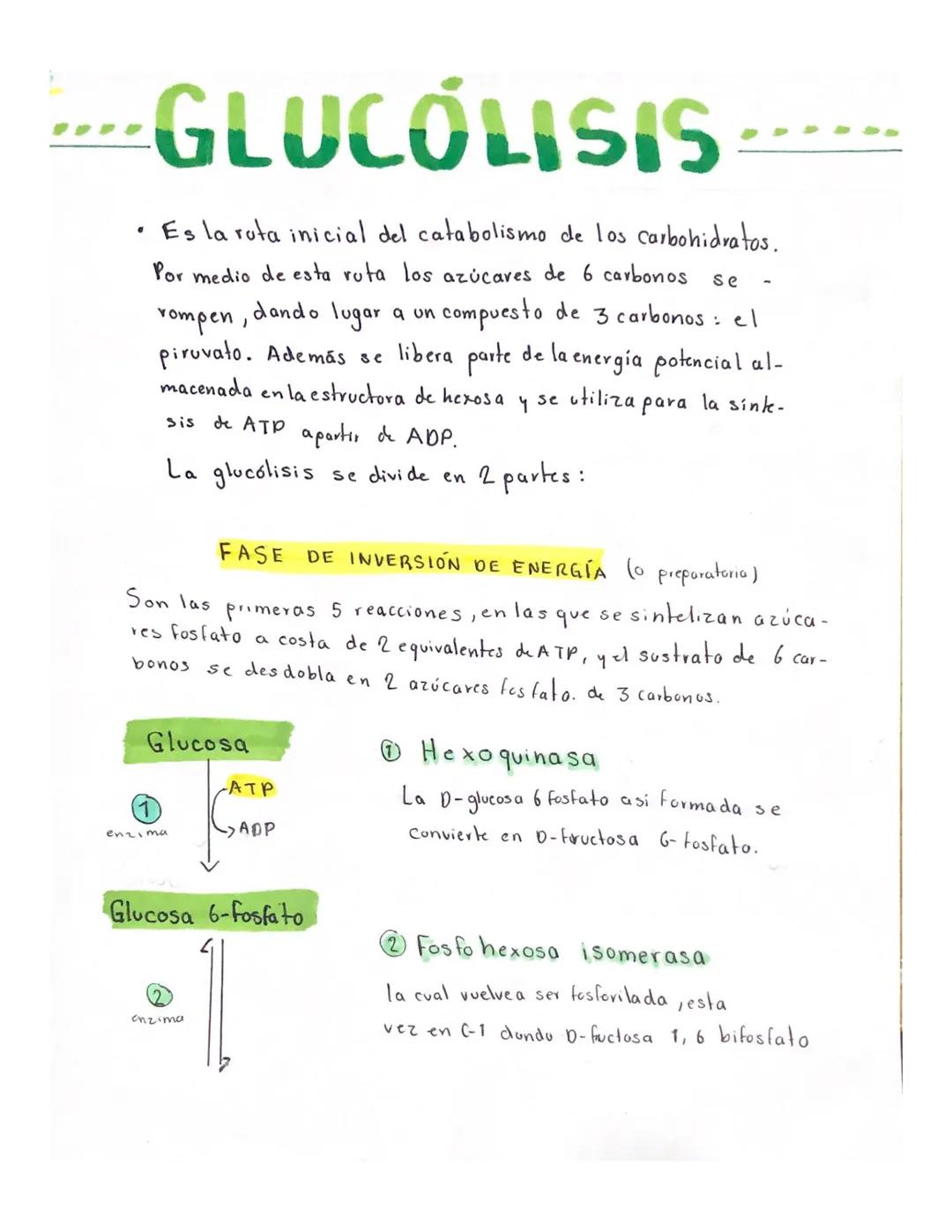 ....
GLUCOLISIS ......
• Es la ruta inicial del catabolismo de los carbohidratos.
Por medio de esta ruta los azúcares de 6 carbonos se
rompe