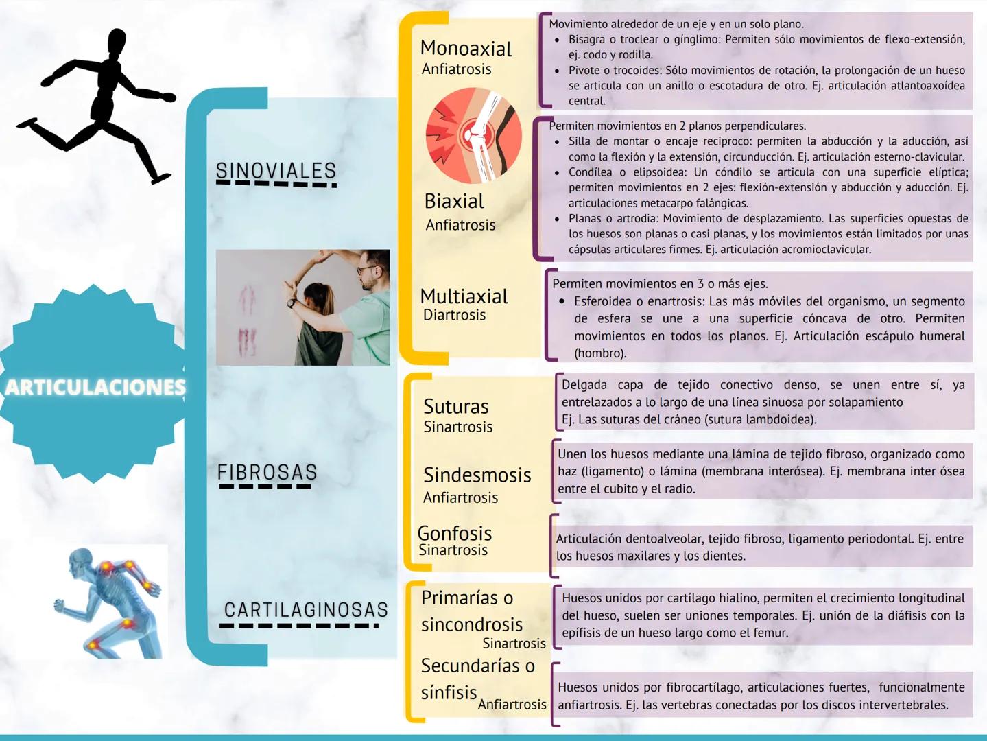 ARTICULACIONES
SINOVIALES
------
Monoaxial
Anfiatrosis
Biaxial
Anfiatrosis
Multiaxial
Diartrosis
Suturas
Sinartrosis
Movimiento alreded