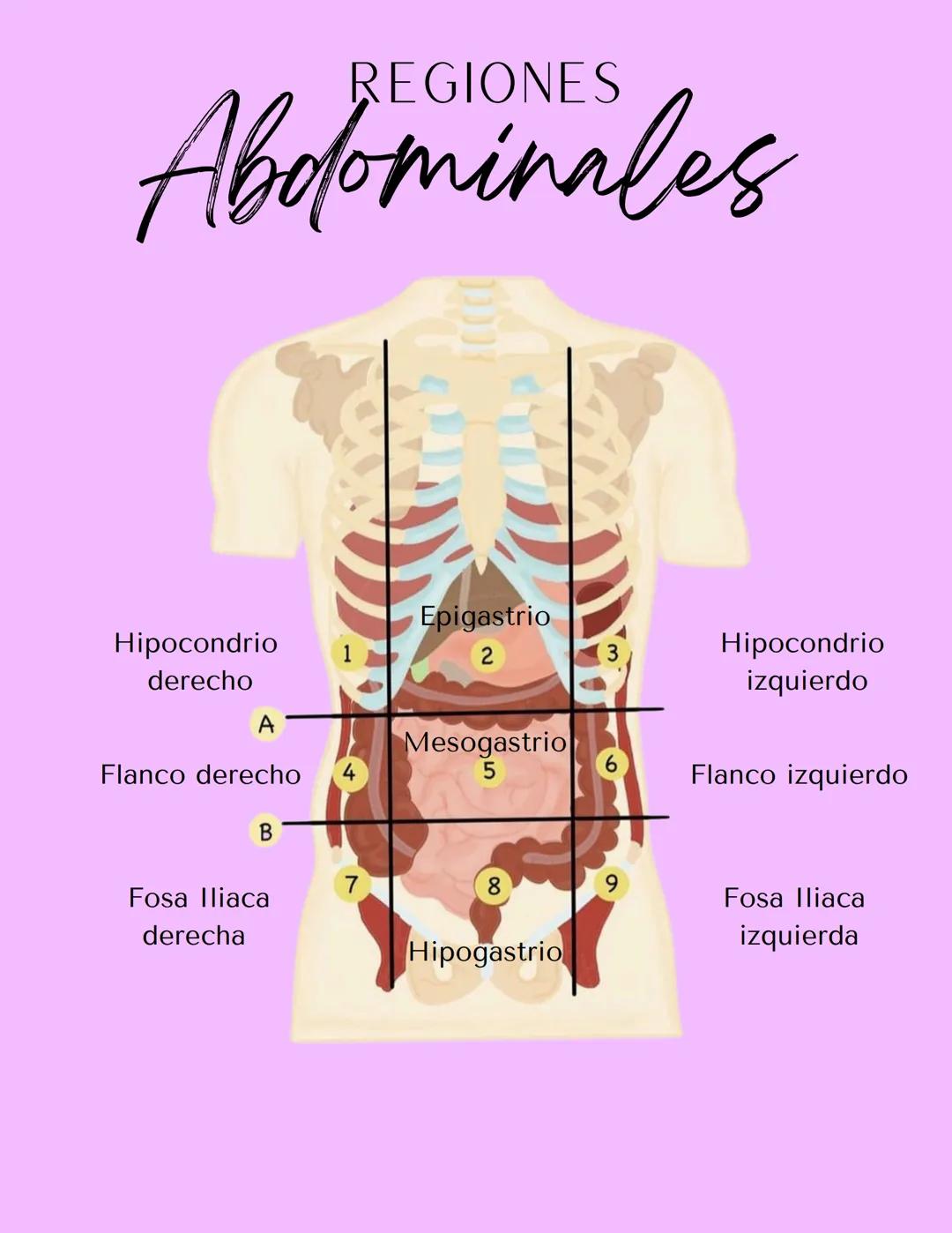 REGIONES
# Abdominales
Epigastrio
Hipocondrio
derecho
1
2
3
Hipocondrio
izquierdo
A
Mesogastrio
Flanco derecho
4
5
6
Flanco izquierdo
B
7
Fo