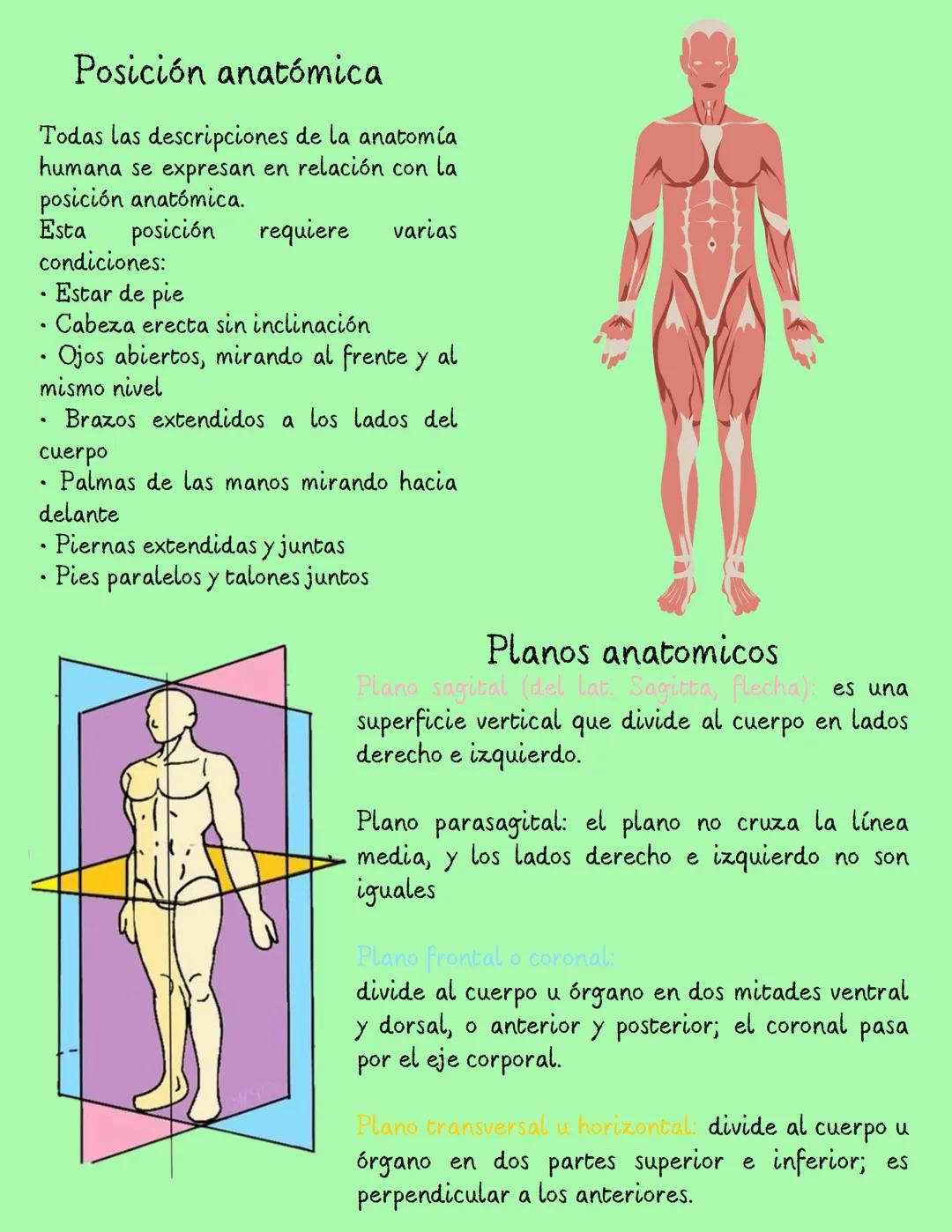 Introducción a la
ANATOMIA
Anatomía es el estudio
de la estructura del
cuerpo humano y la
relación que hay entre
ellas.
♡
Aristóteles (384