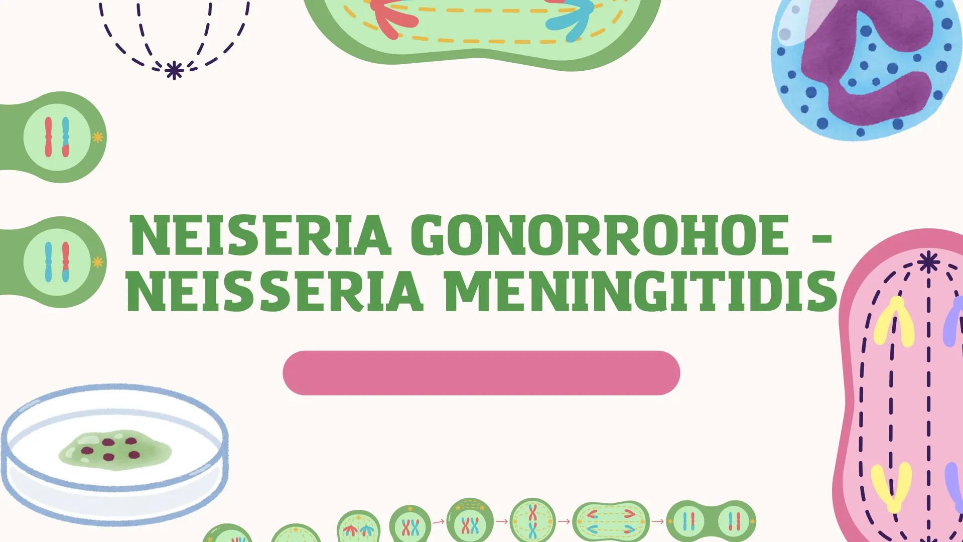 *
11
11
NEISERIA GONORROHOE -
NEISSERIA MENINGITIDIS
かか
XX
XX
X
XX
<
00 ## ¿QUÉ ES?
00
### Neisseria gonorrohooe
La gonorrea es