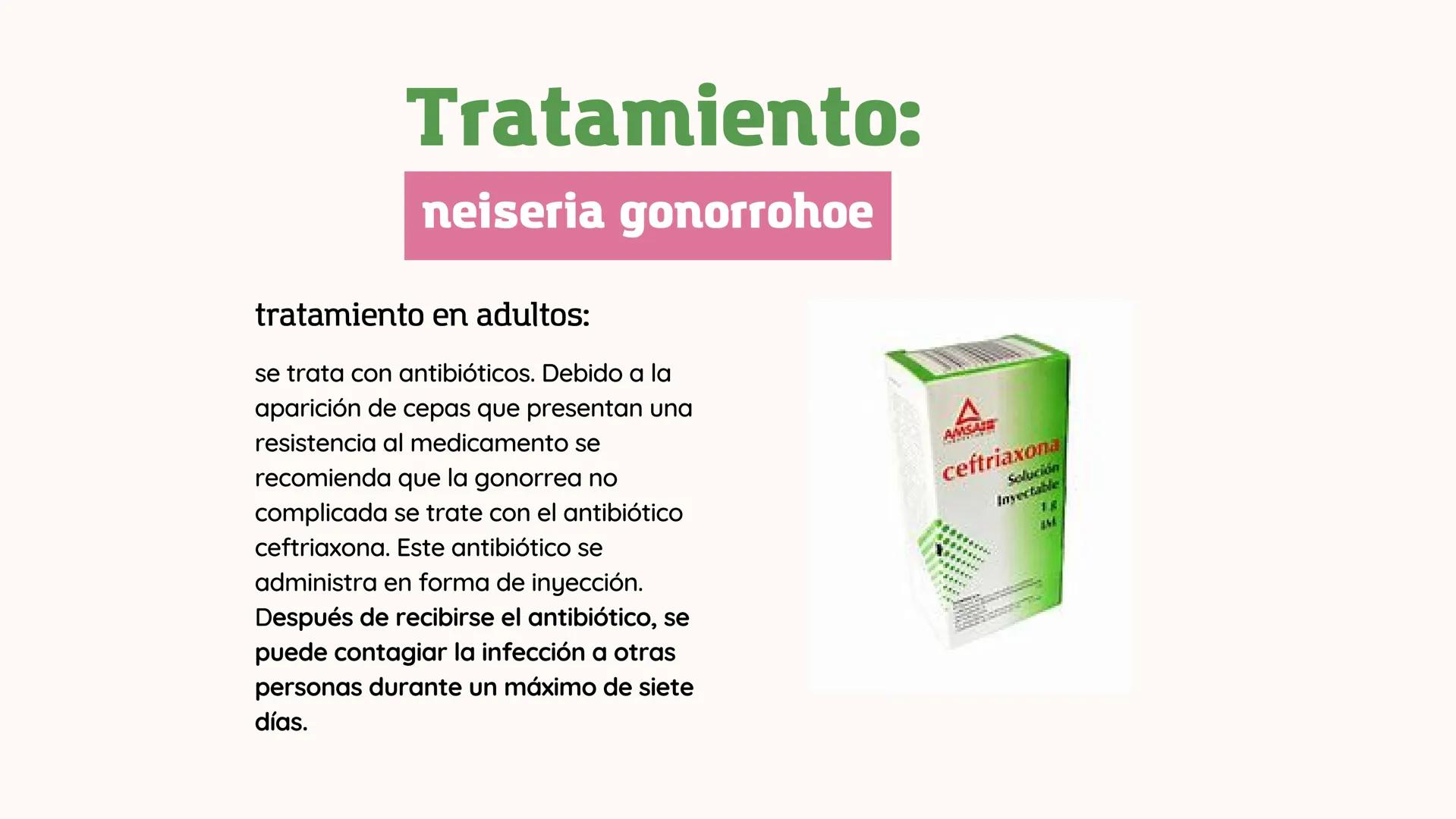 *
11
11
NEISERIA GONORROHOE -
NEISSERIA MENINGITIDIS
かか
XX
XX
X
XX
<
00 ## ¿QUÉ ES?
00
### Neisseria gonorrohooe
La gonorrea es