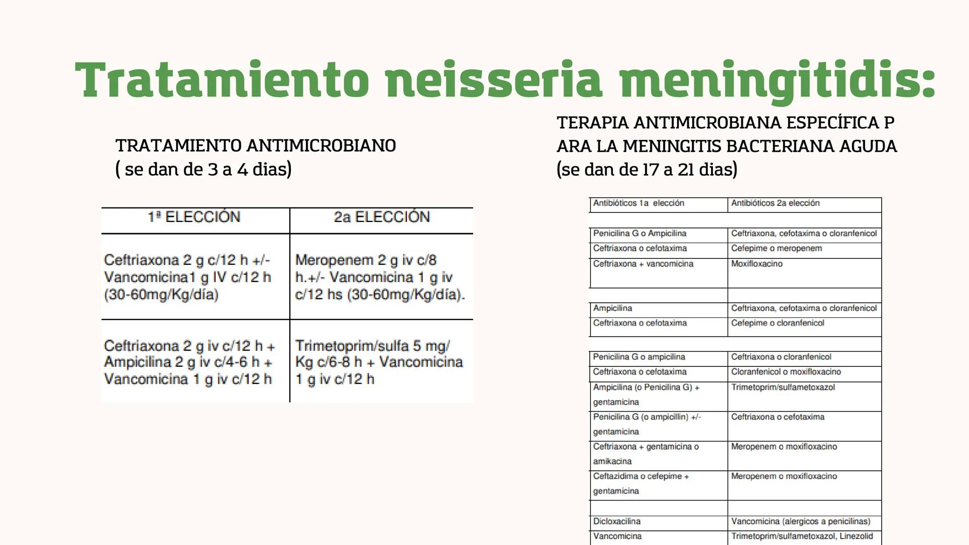 *
11
11
NEISERIA GONORROHOE -
NEISSERIA MENINGITIDIS
かか
XX
XX
X
XX
<
00 ## ¿QUÉ ES?
00
### Neisseria gonorrohooe
La gonorrea es