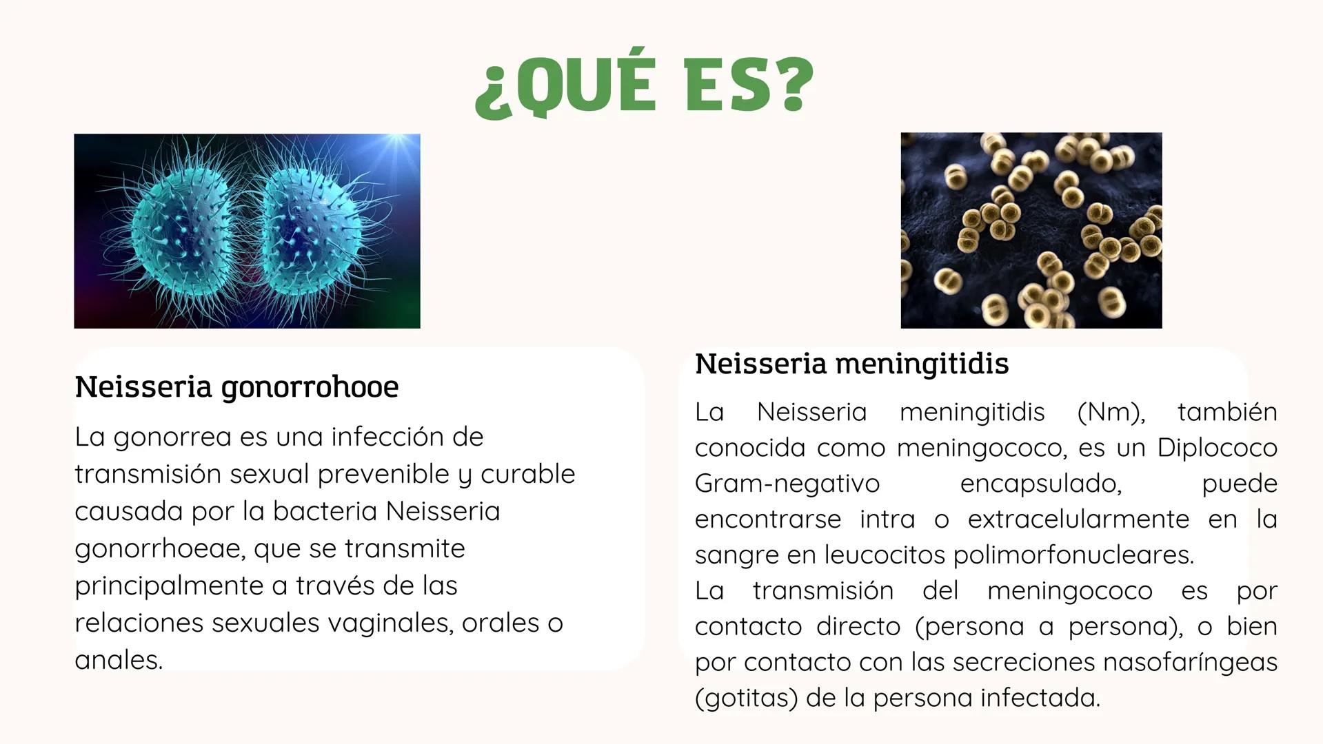 *
11
11
NEISERIA GONORROHOE -
NEISSERIA MENINGITIDIS
かか
XX
XX
X
XX
<
00 ## ¿QUÉ ES?
00
### Neisseria gonorrohooe
La gonorrea es