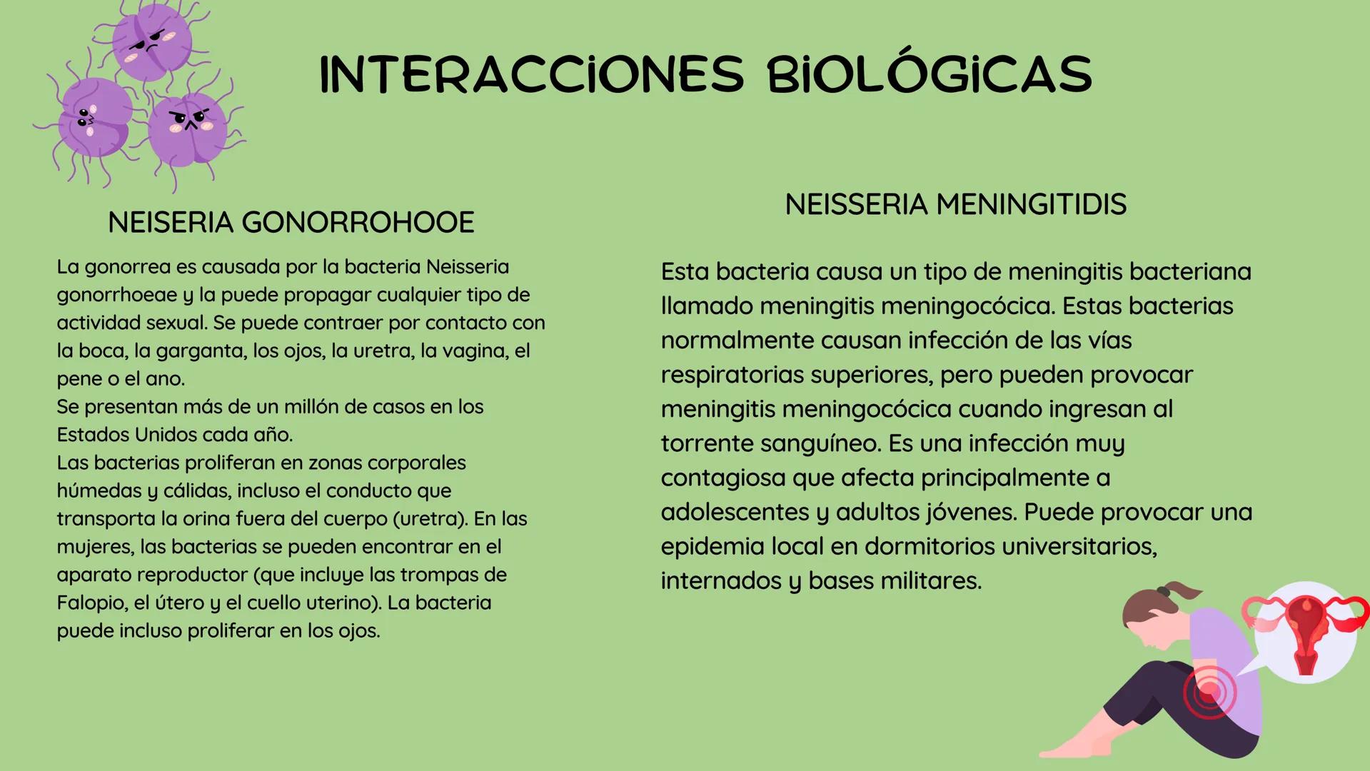*
11
11
NEISERIA GONORROHOE -
NEISSERIA MENINGITIDIS
かか
XX
XX
X
XX
<
00 ## ¿QUÉ ES?
00
### Neisseria gonorrohooe
La gonorrea es