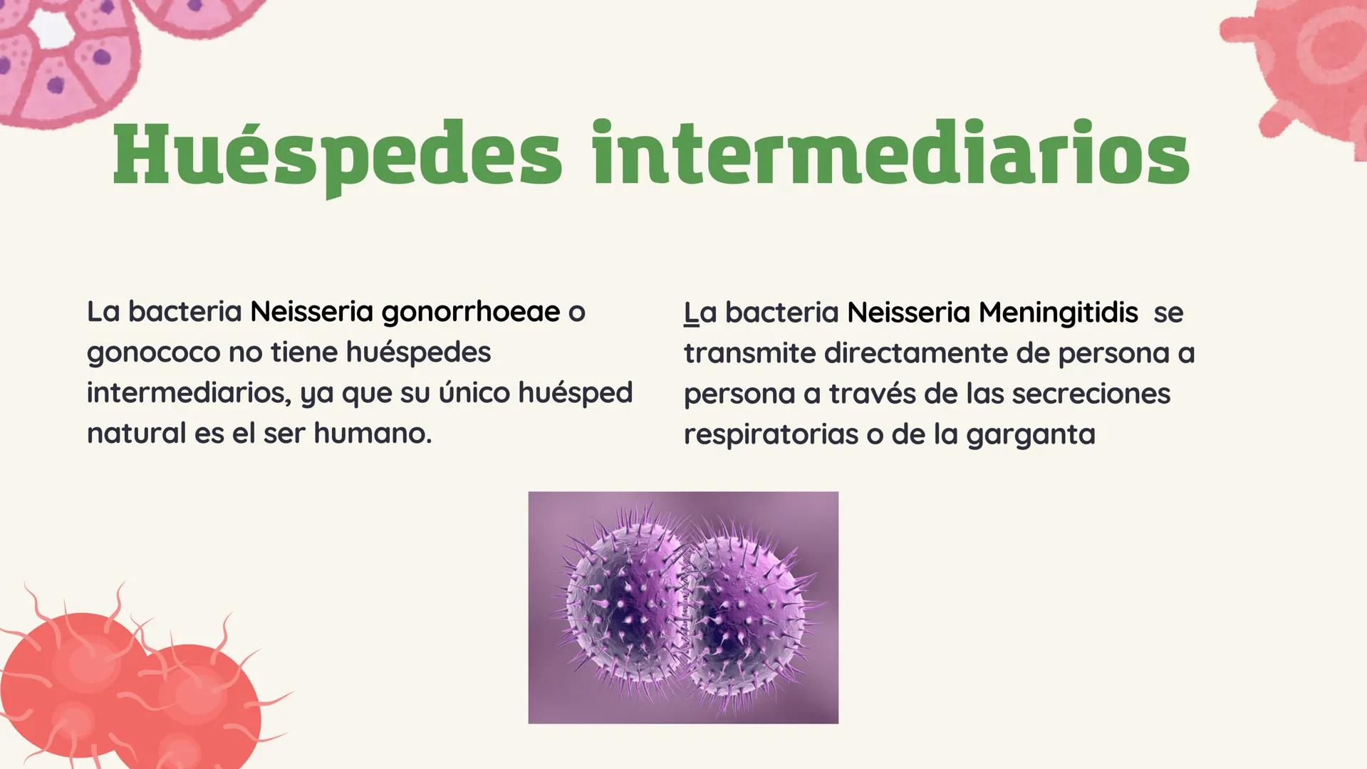 *
11
11
NEISERIA GONORROHOE -
NEISSERIA MENINGITIDIS
かか
XX
XX
X
XX
<
00 ## ¿QUÉ ES?
00
### Neisseria gonorrohooe
La gonorrea es