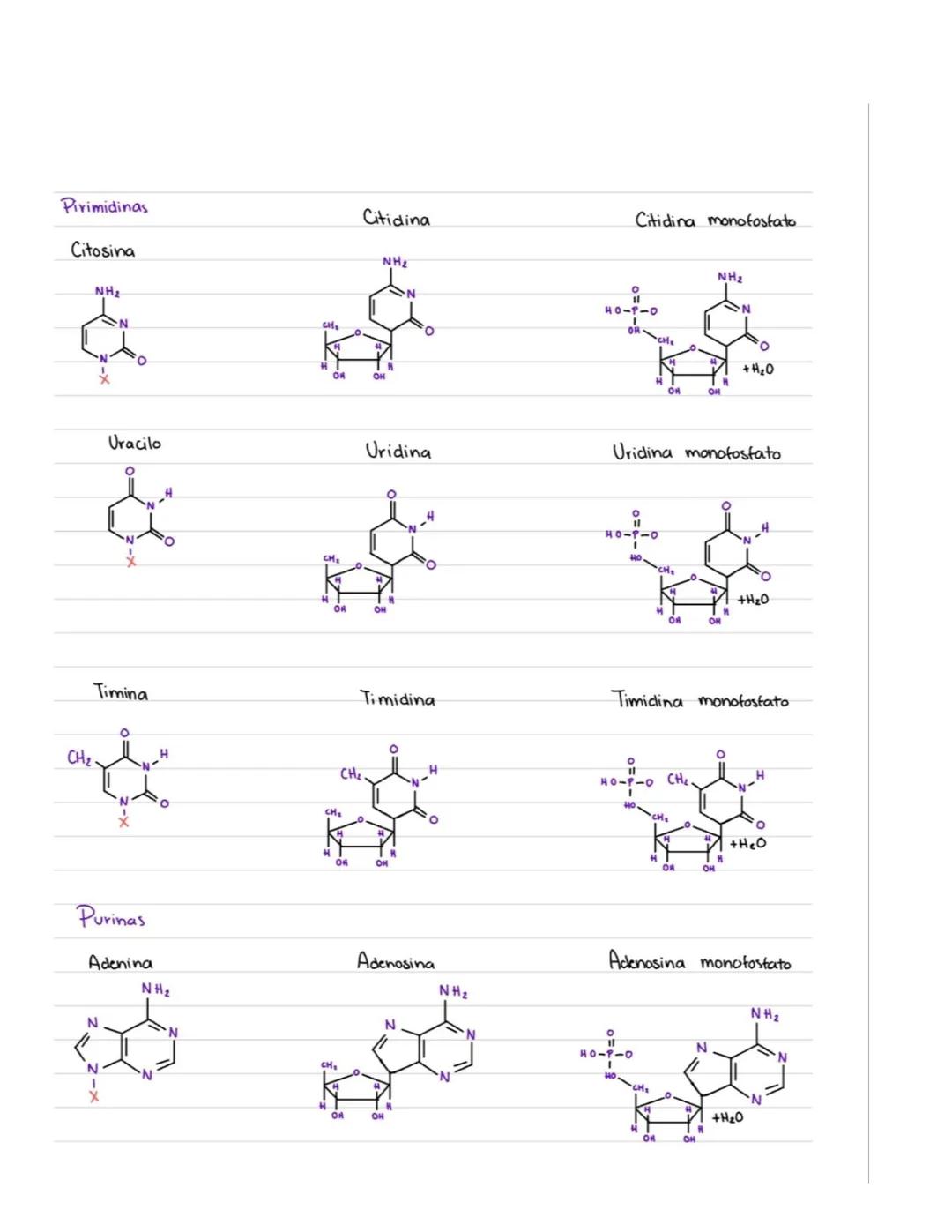 # Acidos Nucleicos
ADN Acido desoxiribonucleico (Cadenas muy largas; millones de nucleotidos unidos).
ARN-Acido vibonucleico (Cadenas pequ