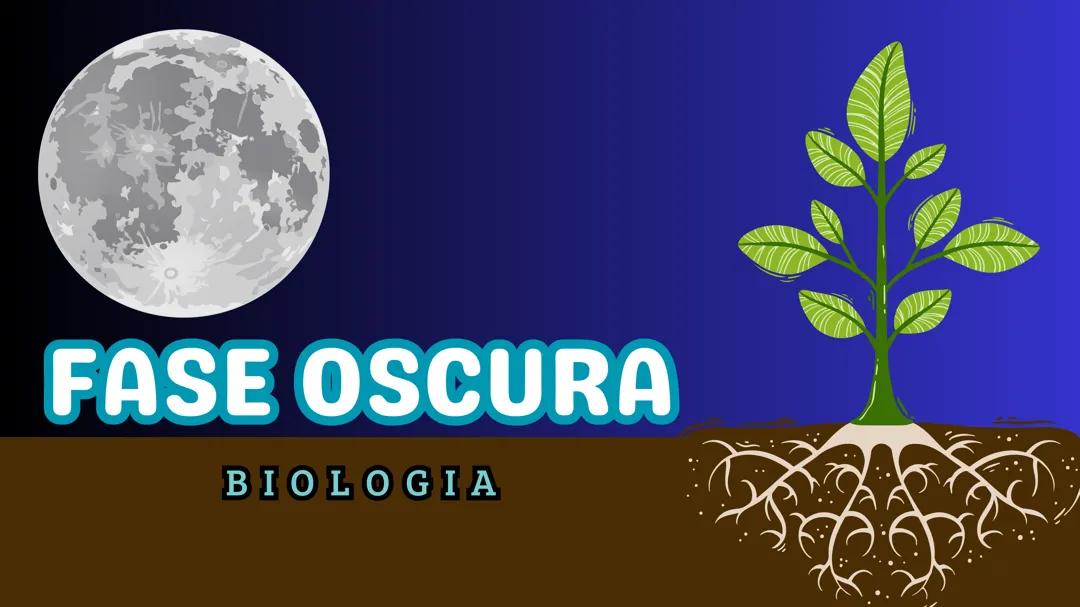 Fotosíntesis- Fase oscura