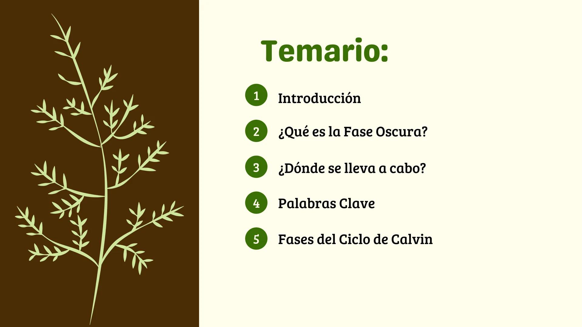 # FASE OSCURA
BIOLOGIA Temario:
1 Introducción
2 ¿Qué es la Fase Oscura?
3 ¿Dónde se lleva a cabo?
4 Palabras Clave
5 Fases del Ciclo