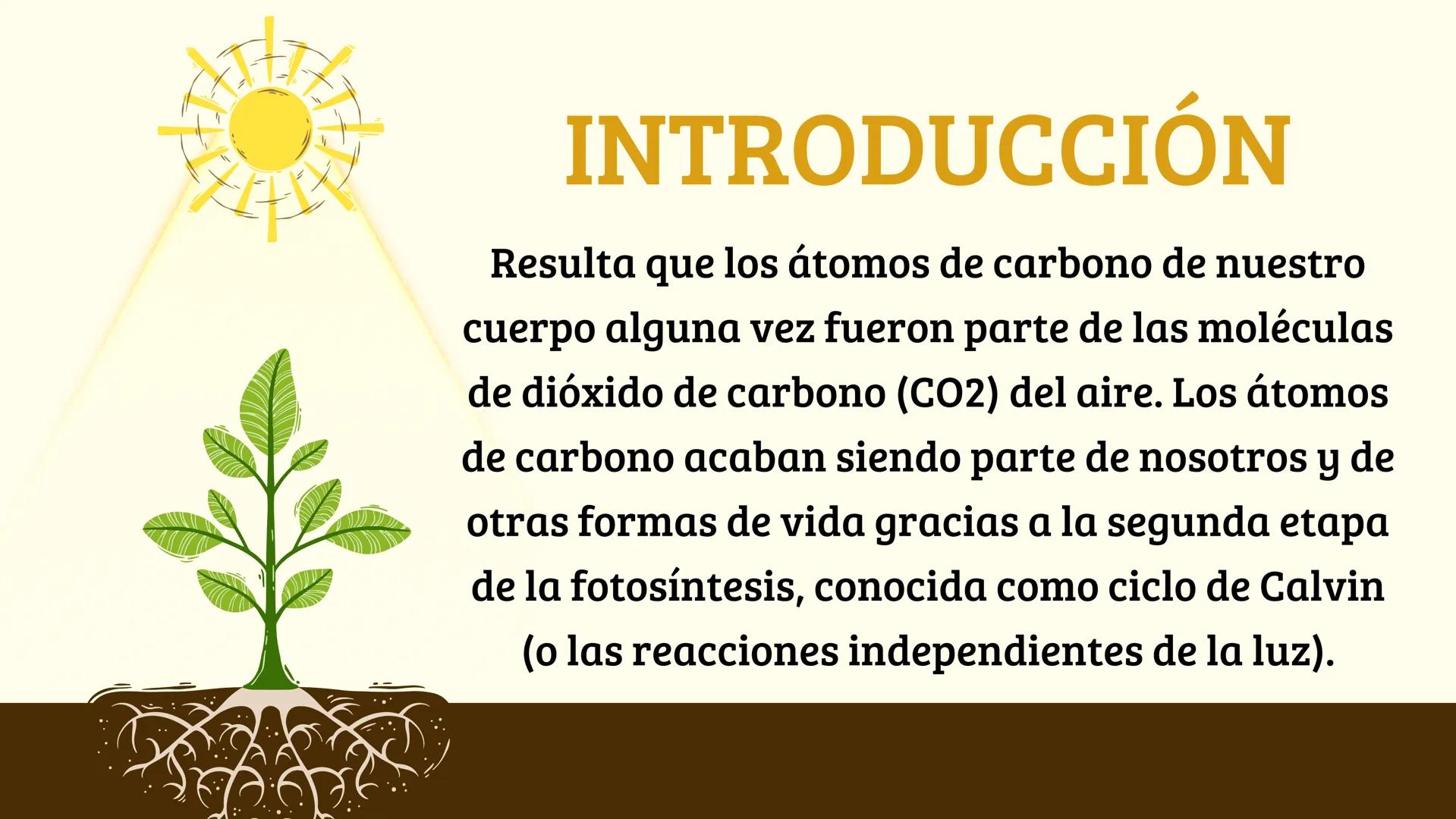 # FASE OSCURA
BIOLOGIA Temario:
1 Introducción
2 ¿Qué es la Fase Oscura?
3 ¿Dónde se lleva a cabo?
4 Palabras Clave
5 Fases del Ciclo