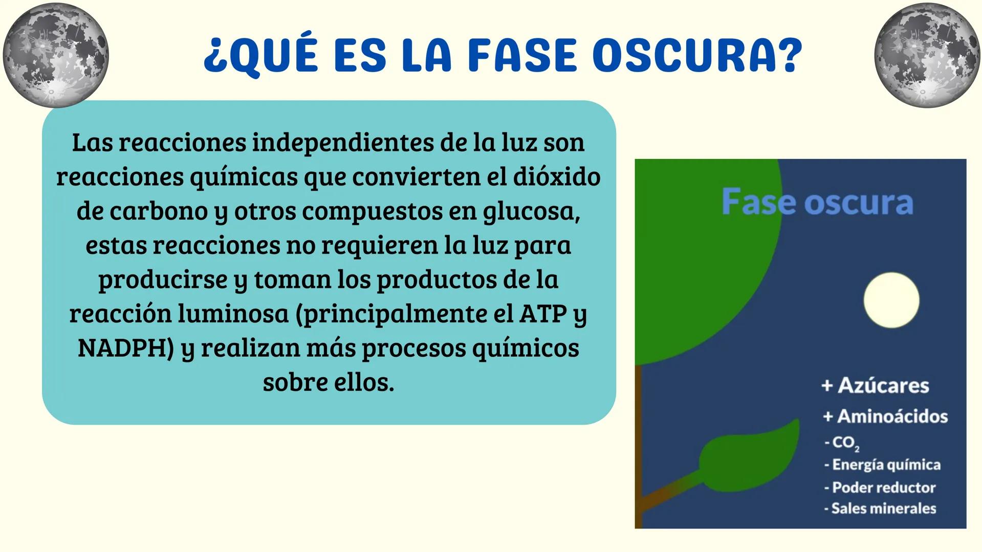 # FASE OSCURA
BIOLOGIA Temario:
1 Introducción
2 ¿Qué es la Fase Oscura?
3 ¿Dónde se lleva a cabo?
4 Palabras Clave
5 Fases del Ciclo