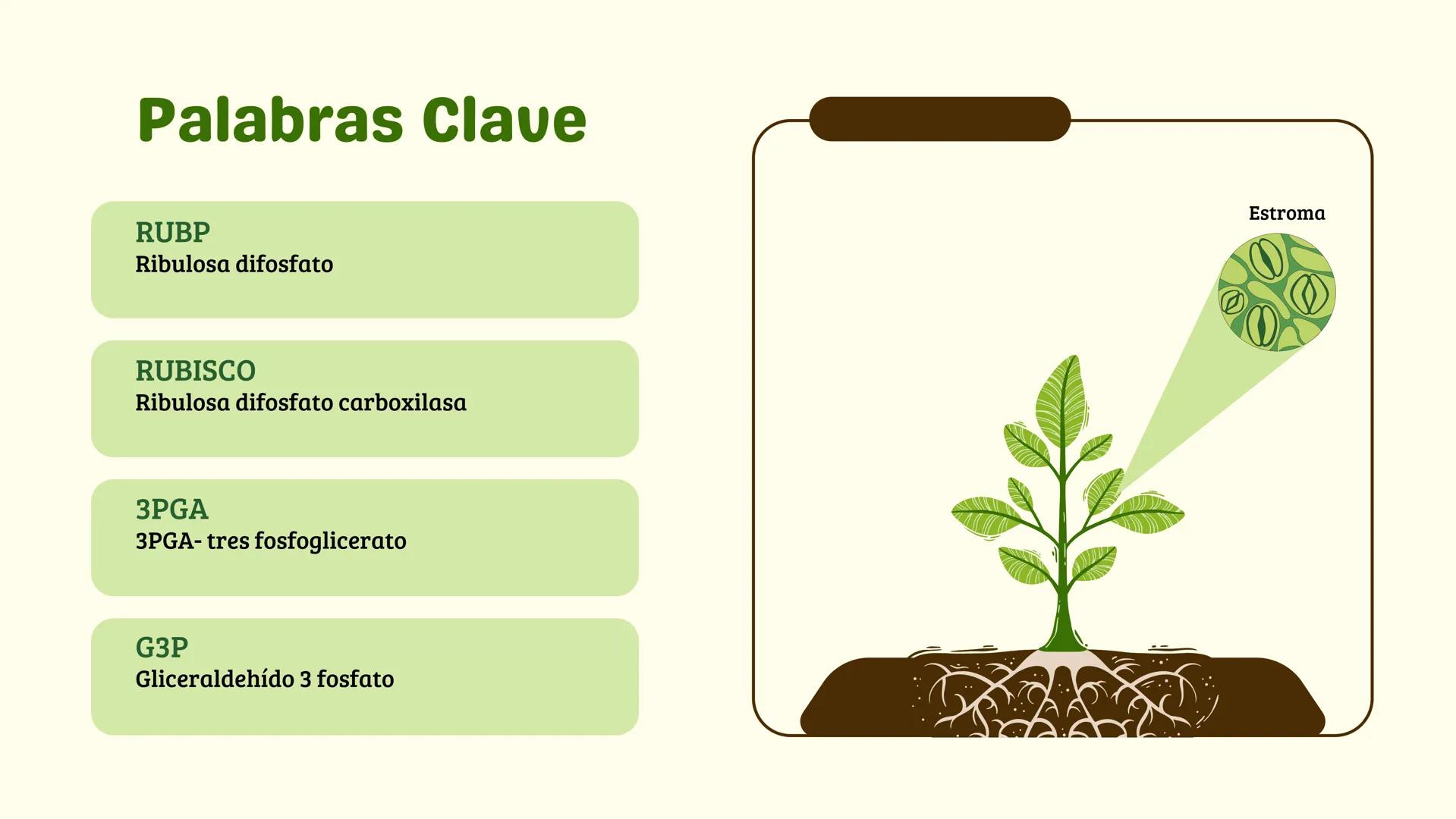 # FASE OSCURA
BIOLOGIA Temario:
1 Introducción
2 ¿Qué es la Fase Oscura?
3 ¿Dónde se lleva a cabo?
4 Palabras Clave
5 Fases del Ciclo