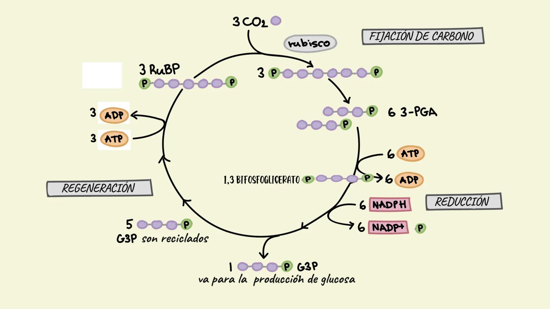 # FASE OSCURA
BIOLOGIA Temario:
1 Introducción
2 ¿Qué es la Fase Oscura?
3 ¿Dónde se lleva a cabo?
4 Palabras Clave
5 Fases del Ciclo