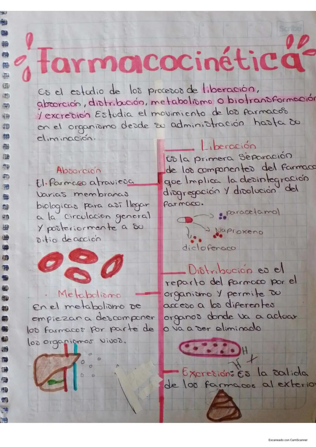 ID
10
FUB
40
Scribe
# Farmacocinética
Es el estudio de los procesor de liberación,
absorción, distribución, metabolismo o biotransformación