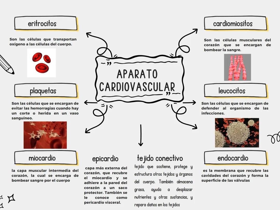Celulas y tejidos que conforman al aparato cardiovascular