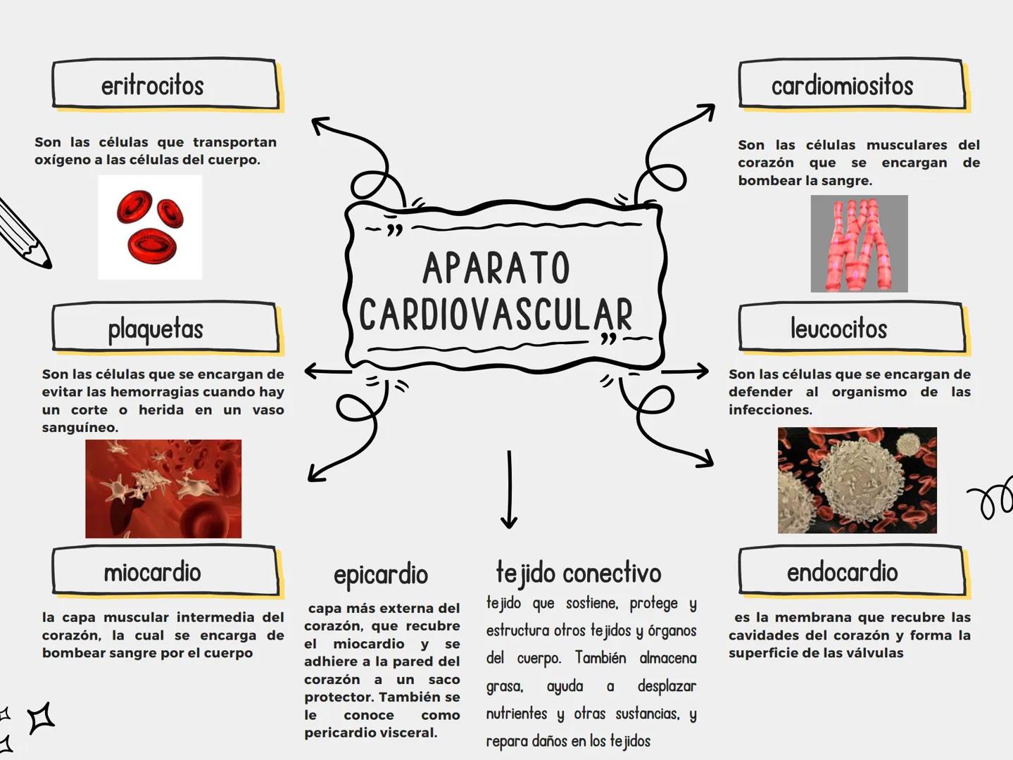 eritrocitos
Son las células que transportan
oxígeno a las células del cuerpo.
plaquetas
Son las células que se encargan de
evitar las hemor