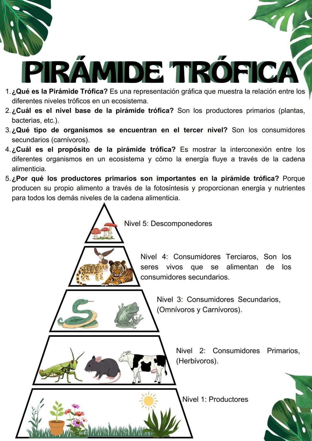PIRÁMIDE TRÓFICA
1. ¿Qué es la Pirámide Trófica? Es una representación gráfica que muestra la relación entre los
diferentes niveles tróficos