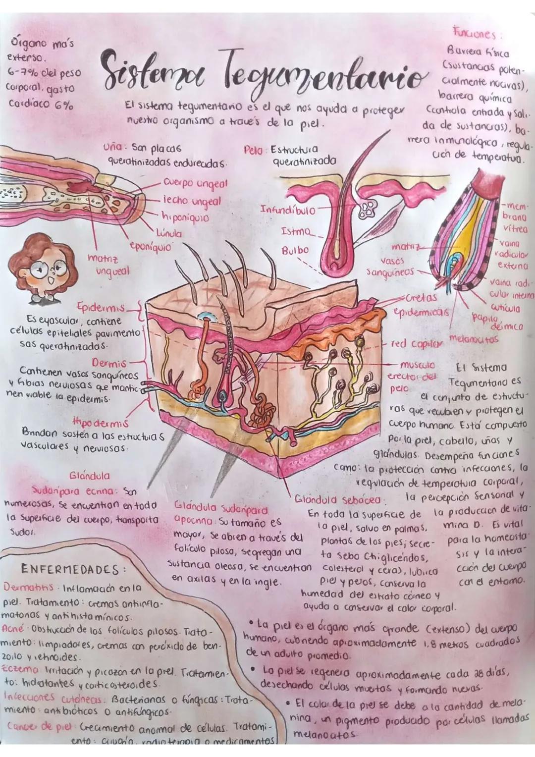 Organo ma's
exterso.
6-7% clel peso
Corporal, gasto
Cardiaco 6%
# Sistema Tegumentario
El sistema tegumentario es el que nos ayuda a prote