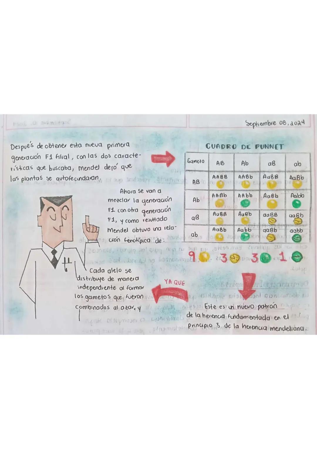 Septiembre 08, 2024
Loy de la freonsepsión
Indeperdienf
Reisado
Esta Tercera Ley, toma en
cuenta a los caracteres o rasgos que
se heredan
