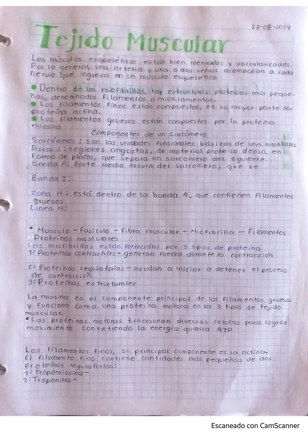 # Tejido Muscular
23-08-2024
Los músculos esqueléticos están bien pervados y vazcularizados.
Por lo general, una arteria y una o dos venas