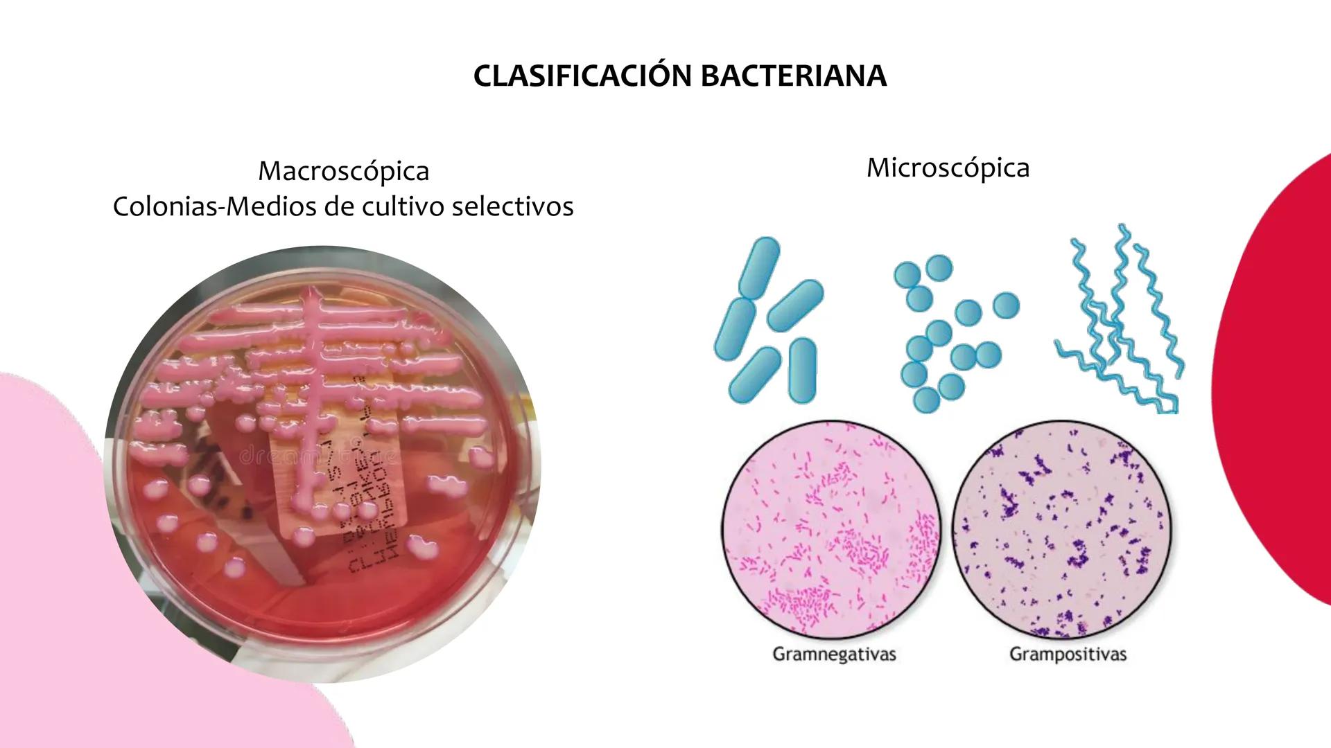 # Resistencia antimicrobiana y,
estructura y fisiología bacteriana Resistencia
antimicrobiana
Capacidad que tiene una bacteria
para sobrev