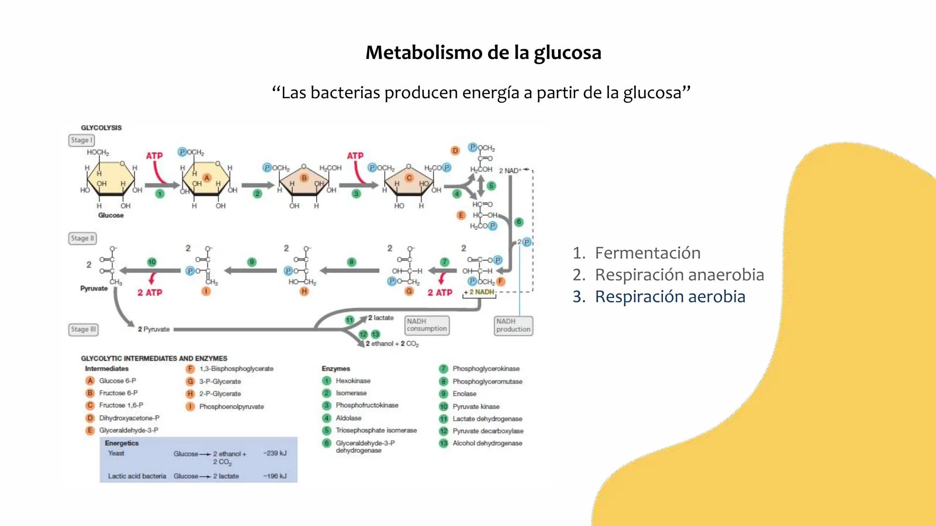# Resistencia antimicrobiana y,
estructura y fisiología bacteriana Resistencia
antimicrobiana
Capacidad que tiene una bacteria
para sobrev