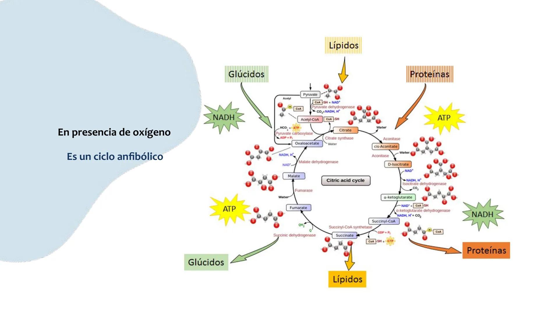 # Resistencia antimicrobiana y,
estructura y fisiología bacteriana Resistencia
antimicrobiana
Capacidad que tiene una bacteria
para sobrev