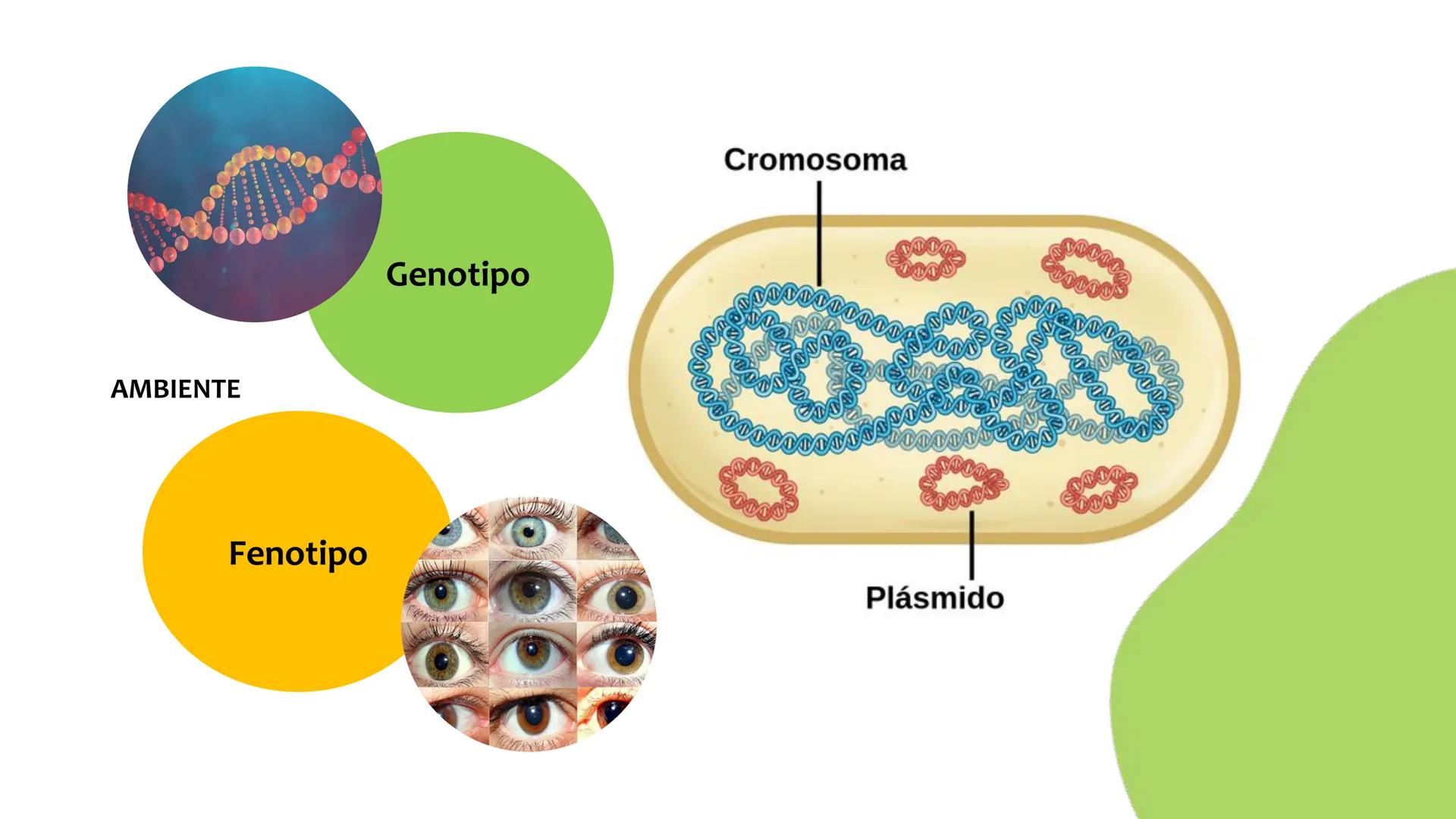 # Resistencia antimicrobiana y,
estructura y fisiología bacteriana Resistencia
antimicrobiana
Capacidad que tiene una bacteria
para sobrev