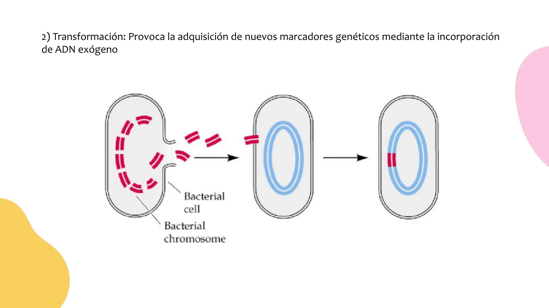 # Resistencia antimicrobiana y,
estructura y fisiología bacteriana Resistencia
antimicrobiana
Capacidad que tiene una bacteria
para sobrev