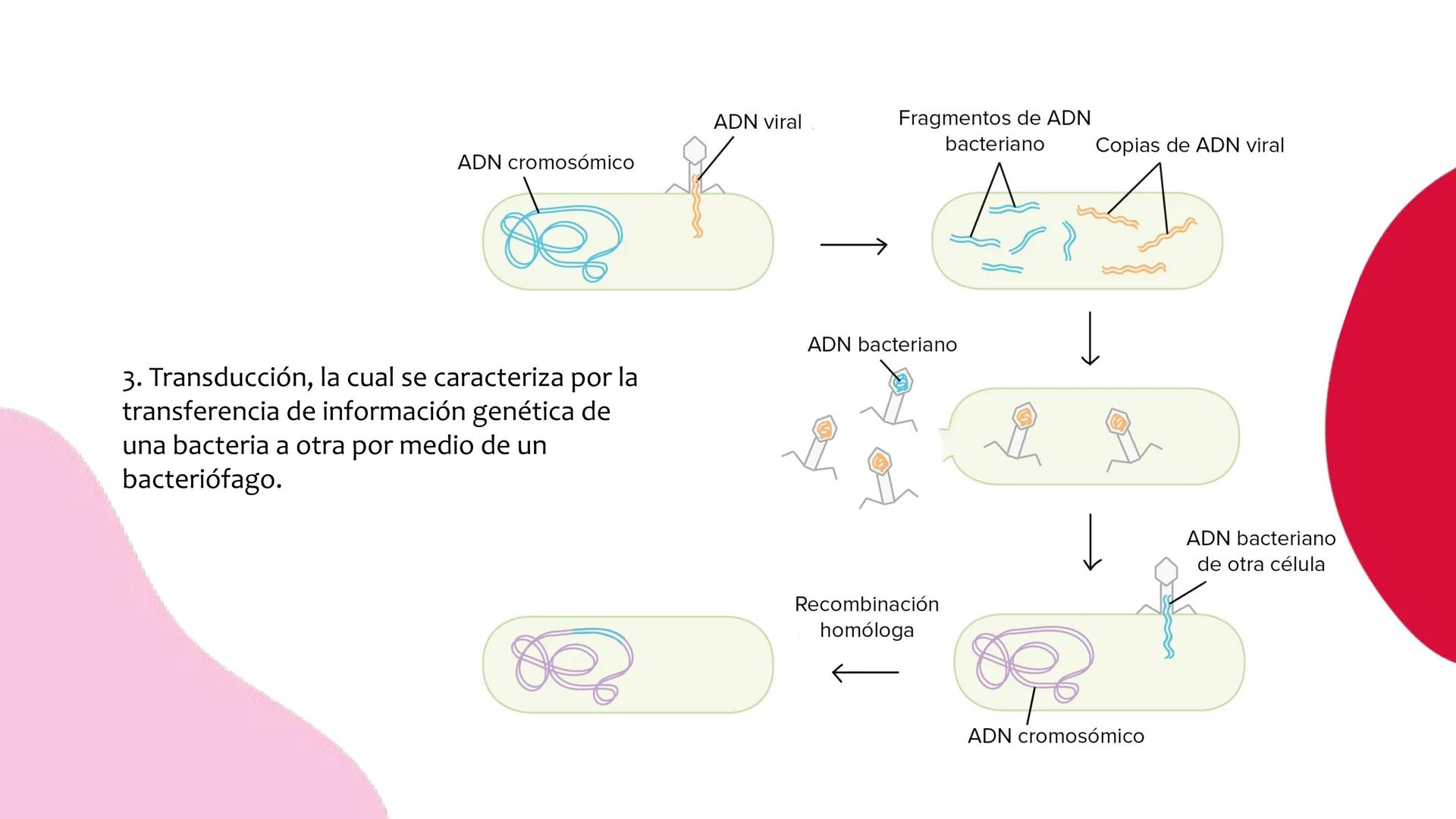 # Resistencia antimicrobiana y,
estructura y fisiología bacteriana Resistencia
antimicrobiana
Capacidad que tiene una bacteria
para sobrev