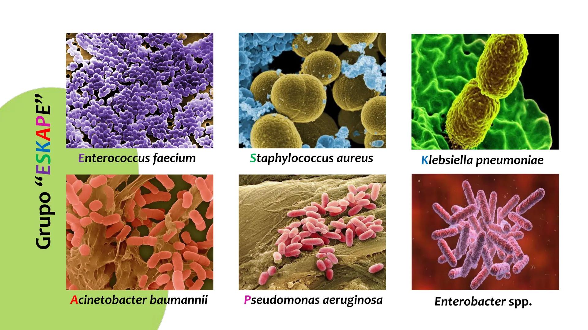 # Resistencia antimicrobiana y,
estructura y fisiología bacteriana Resistencia
antimicrobiana
Capacidad que tiene una bacteria
para sobrev