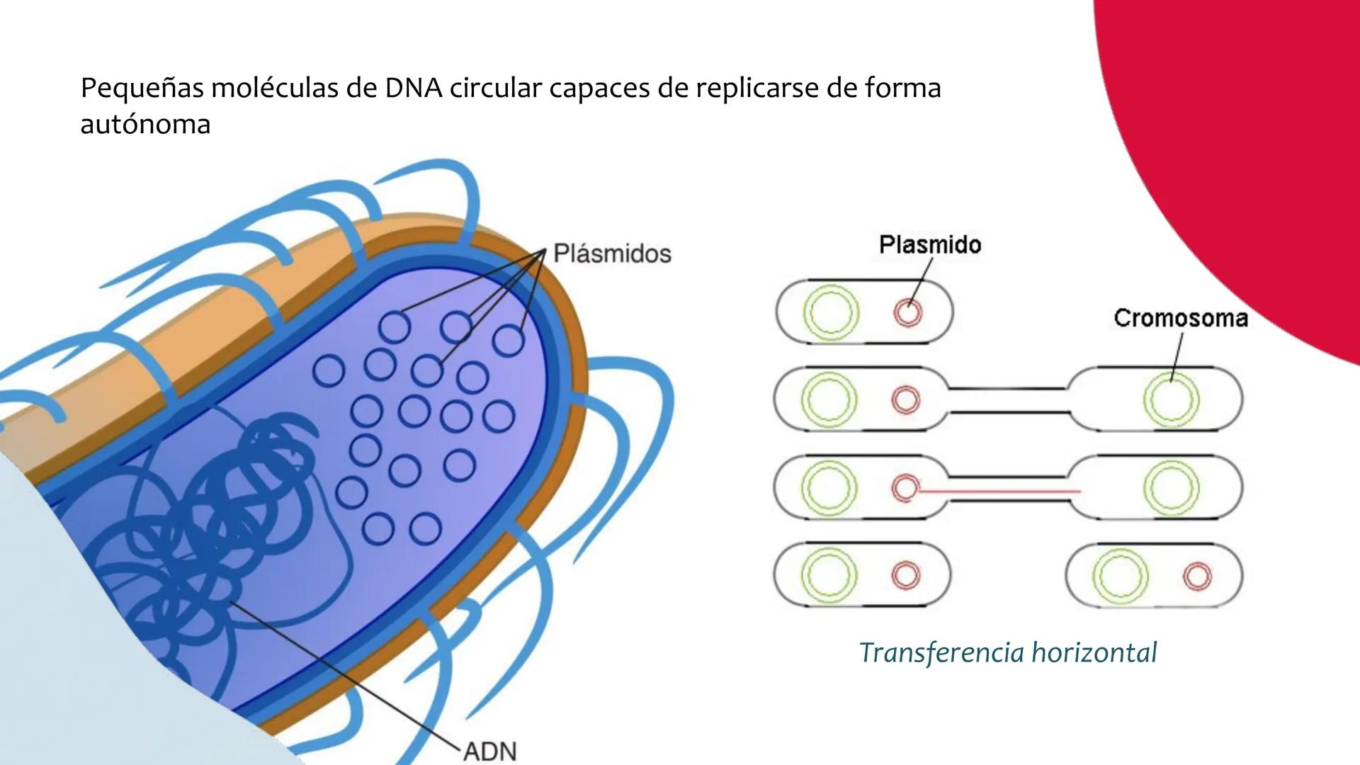 # Resistencia antimicrobiana y,
estructura y fisiología bacteriana Resistencia
antimicrobiana
Capacidad que tiene una bacteria
para sobrev