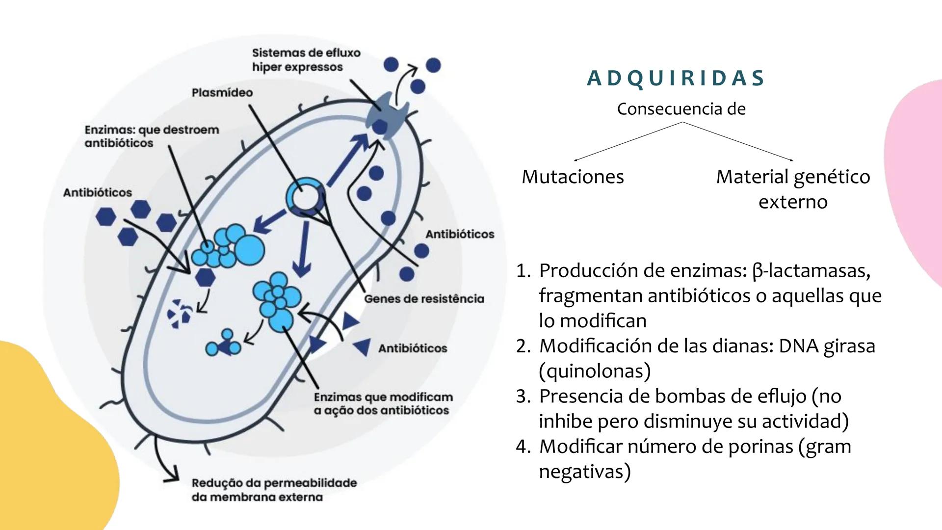 # Resistencia antimicrobiana y,
estructura y fisiología bacteriana Resistencia
antimicrobiana
Capacidad que tiene una bacteria
para sobrev