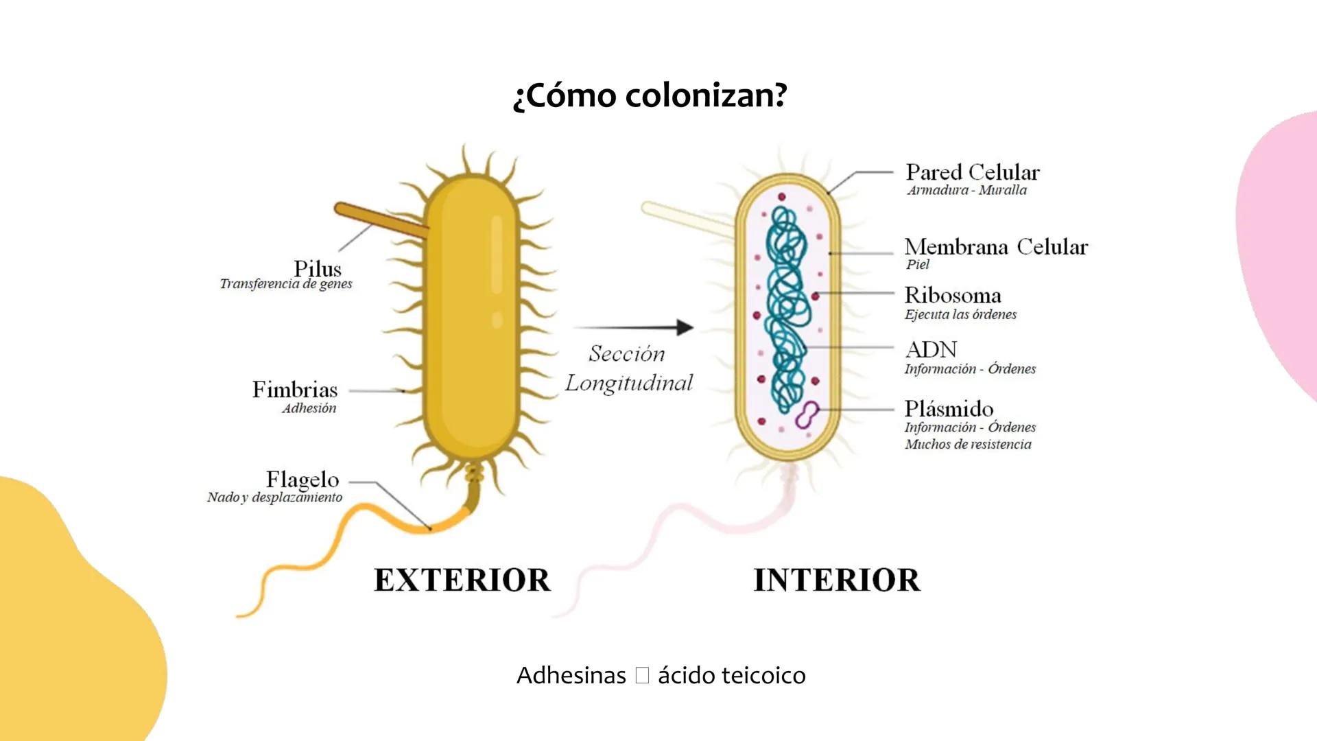 # Resistencia antimicrobiana y,
estructura y fisiología bacteriana Resistencia
antimicrobiana
Capacidad que tiene una bacteria
para sobrev