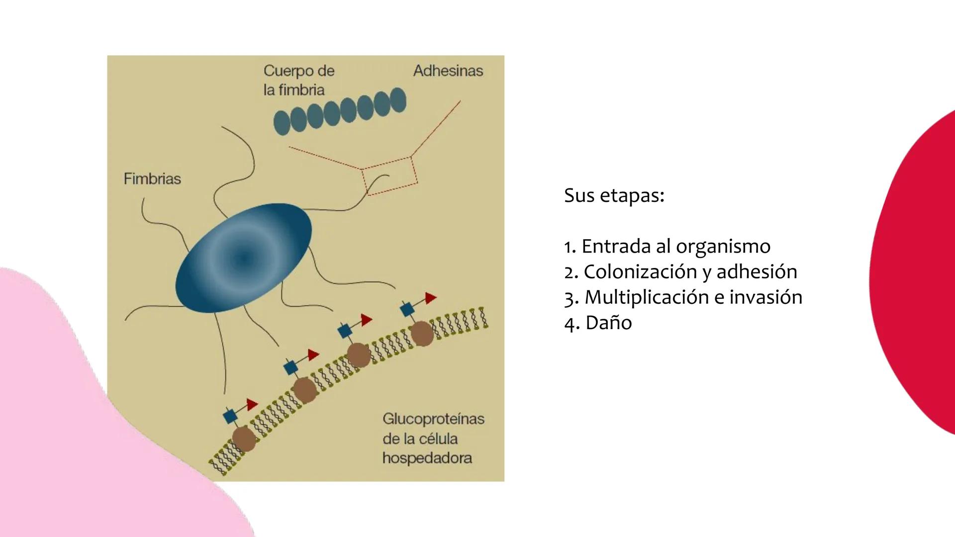 # Resistencia antimicrobiana y,
estructura y fisiología bacteriana Resistencia
antimicrobiana
Capacidad que tiene una bacteria
para sobrev