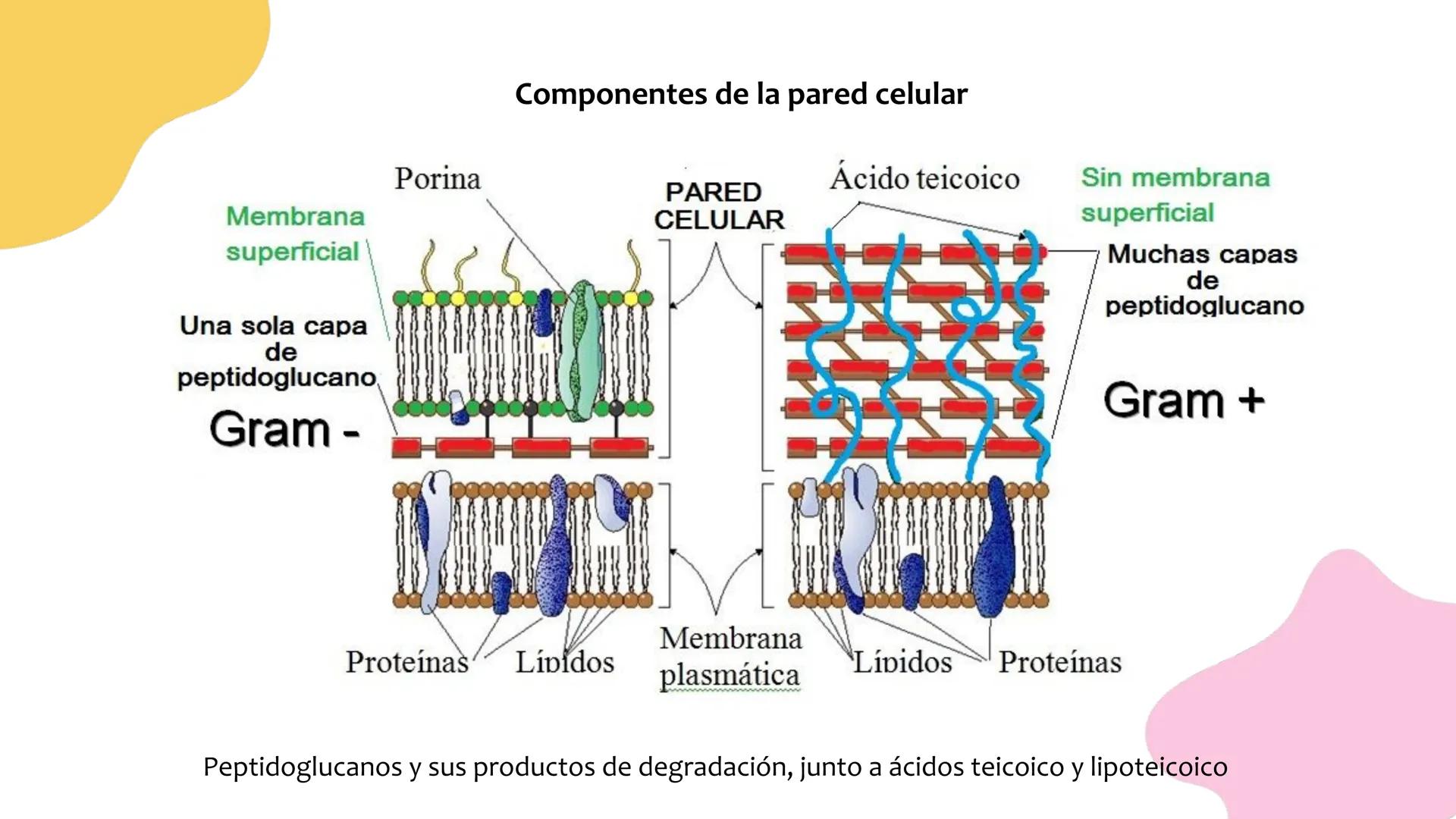 # Resistencia antimicrobiana y,
estructura y fisiología bacteriana Resistencia
antimicrobiana
Capacidad que tiene una bacteria
para sobrev