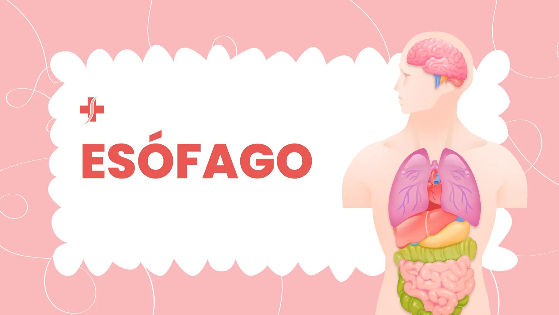 ESÓFAGO El esófago es el tubo muscular
hueco que transporta alimentos y
líquidos desde la garganta hasta
el estómago. La longitud suele
rond