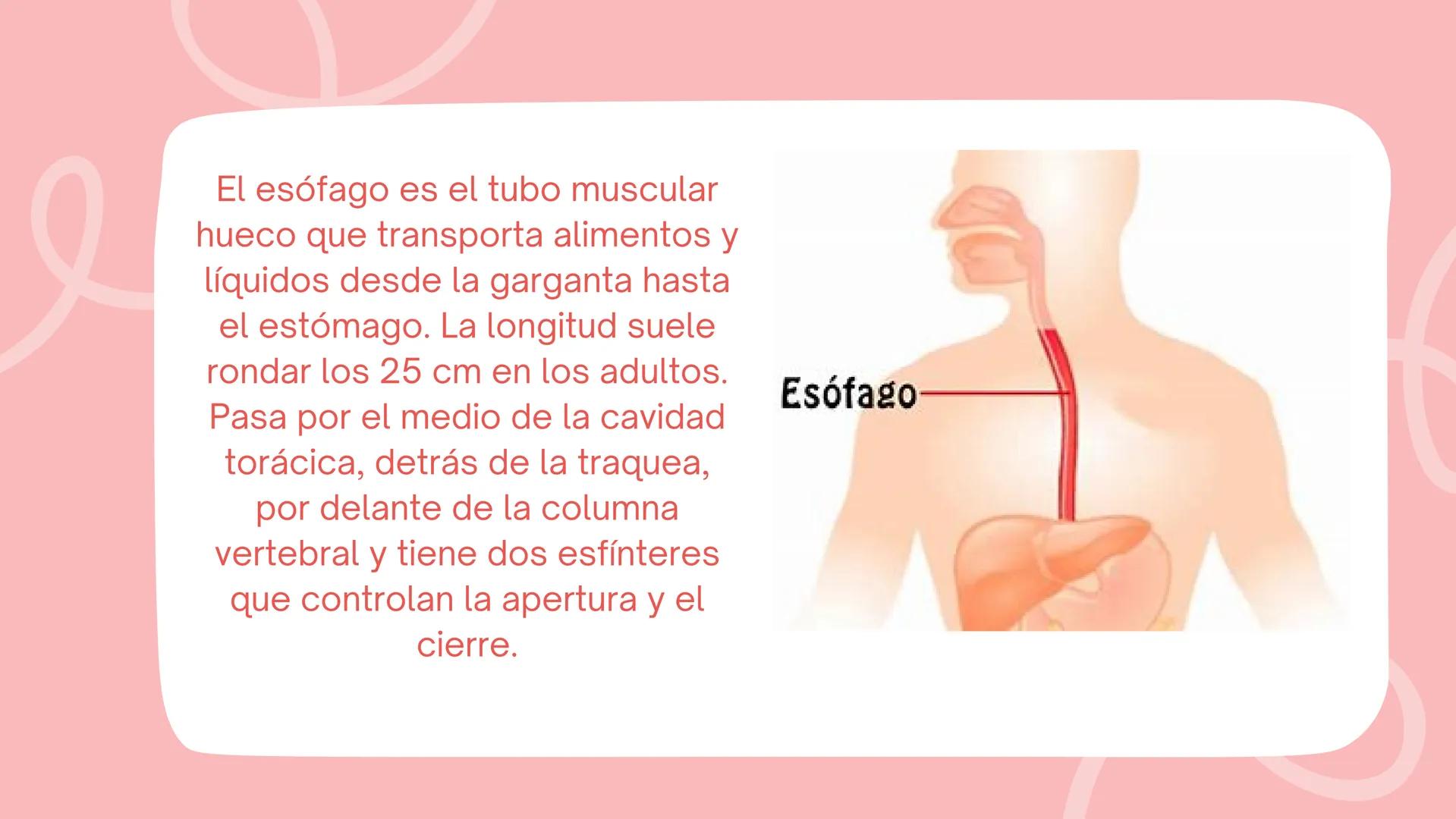 ESÓFAGO El esófago es el tubo muscular
hueco que transporta alimentos y
líquidos desde la garganta hasta
el estómago. La longitud suele
rond