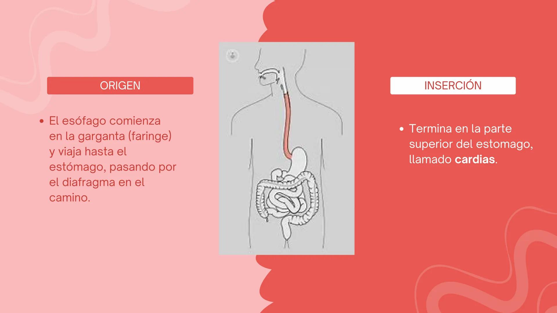 ESÓFAGO El esófago es el tubo muscular
hueco que transporta alimentos y
líquidos desde la garganta hasta
el estómago. La longitud suele
rond