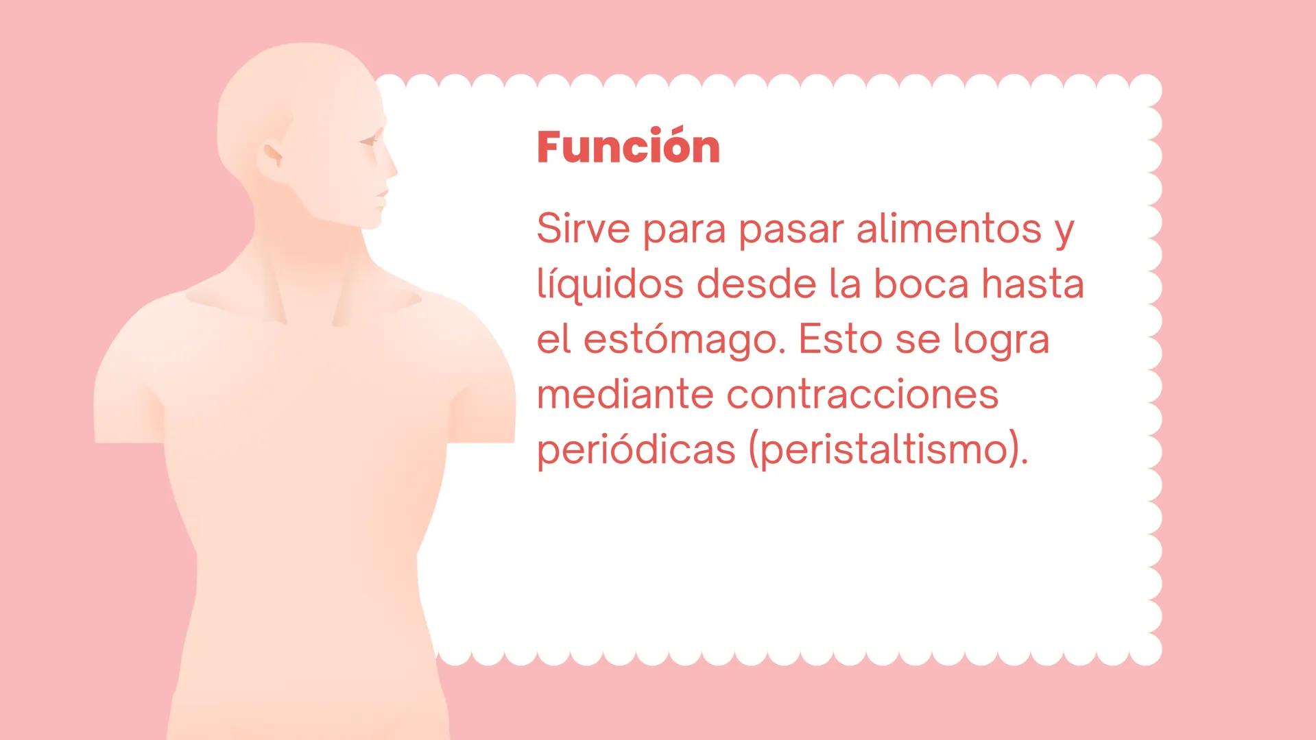 ESÓFAGO El esófago es el tubo muscular
hueco que transporta alimentos y
líquidos desde la garganta hasta
el estómago. La longitud suele
rond