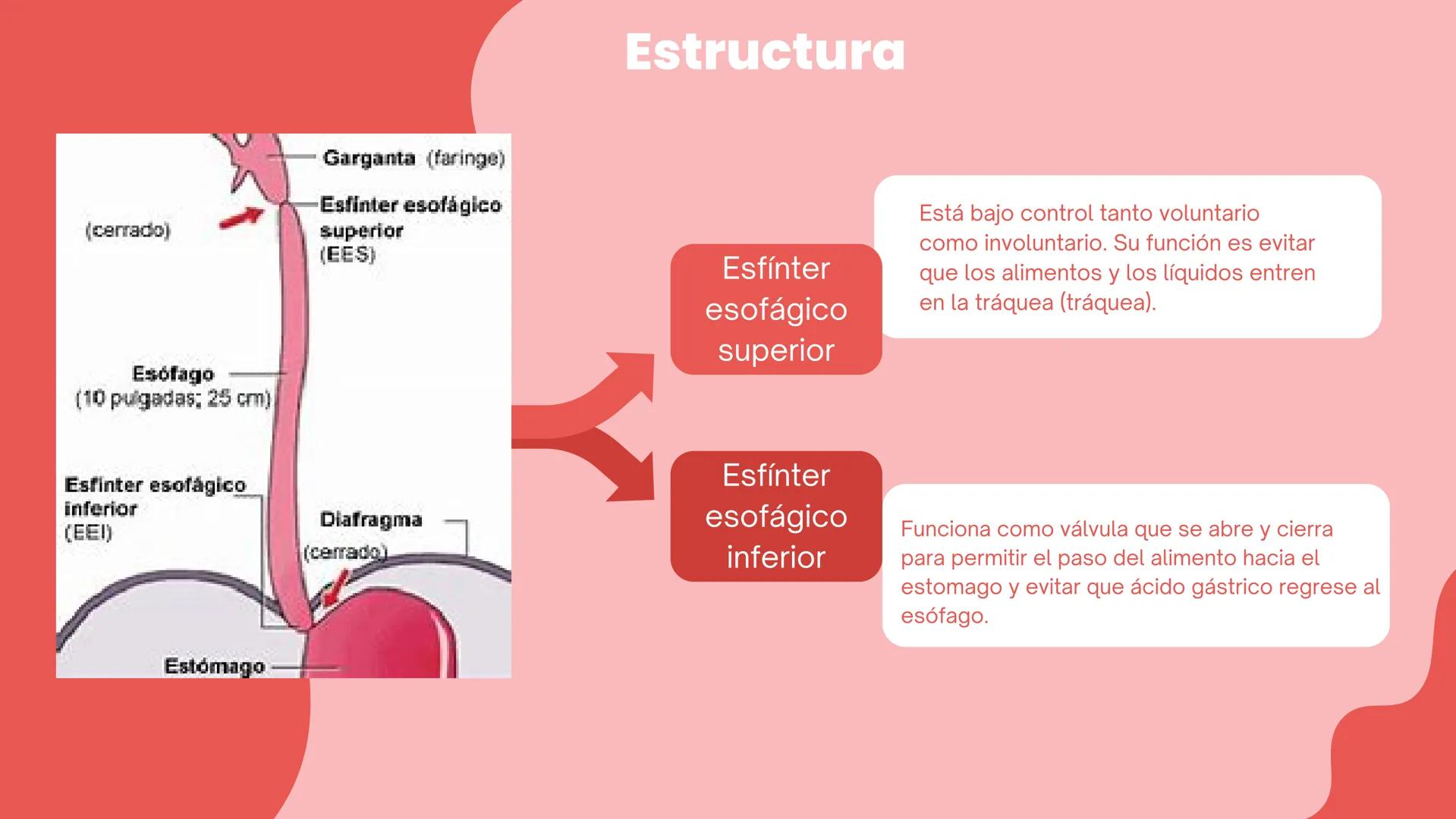 ESÓFAGO El esófago es el tubo muscular
hueco que transporta alimentos y
líquidos desde la garganta hasta
el estómago. La longitud suele
rond