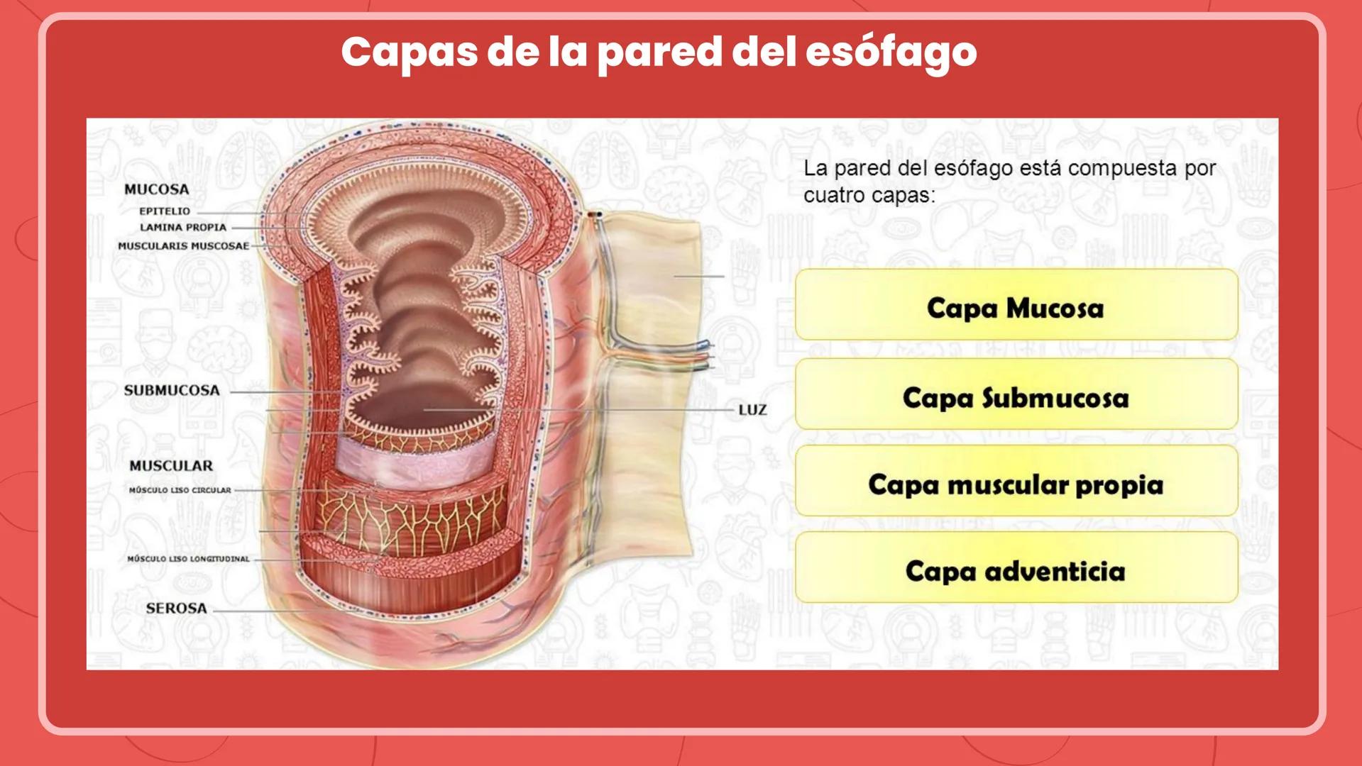 ESÓFAGO El esófago es el tubo muscular
hueco que transporta alimentos y
líquidos desde la garganta hasta
el estómago. La longitud suele
rond