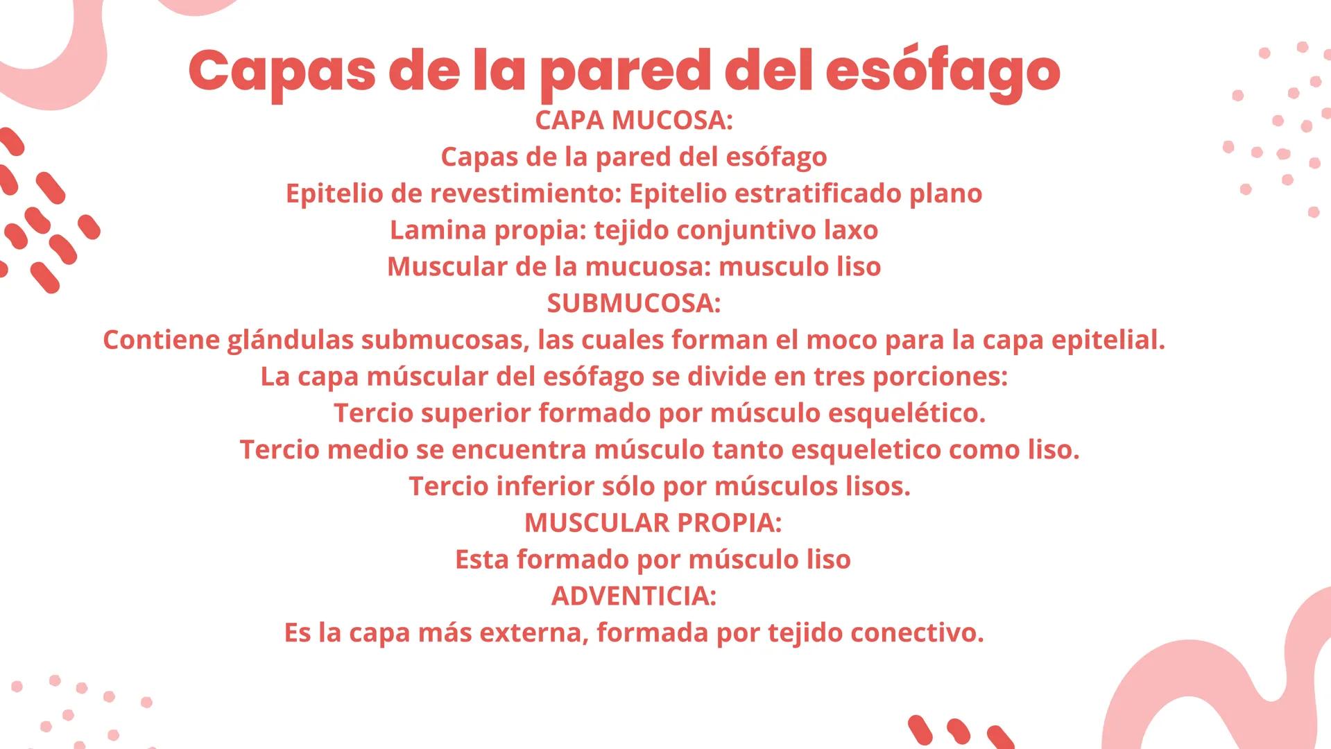 ESÓFAGO El esófago es el tubo muscular
hueco que transporta alimentos y
líquidos desde la garganta hasta
el estómago. La longitud suele
rond