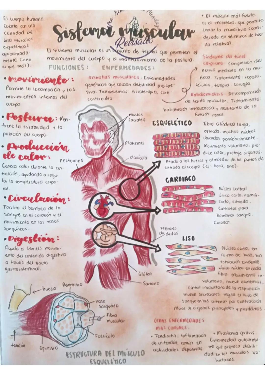 El cuerpo humano
Cuenta con una
Canhdad de
600 musculos
esqueléticos
aproximada
mente cin0
es que ma's).
yem
# Sistema muscular
## Revisado
